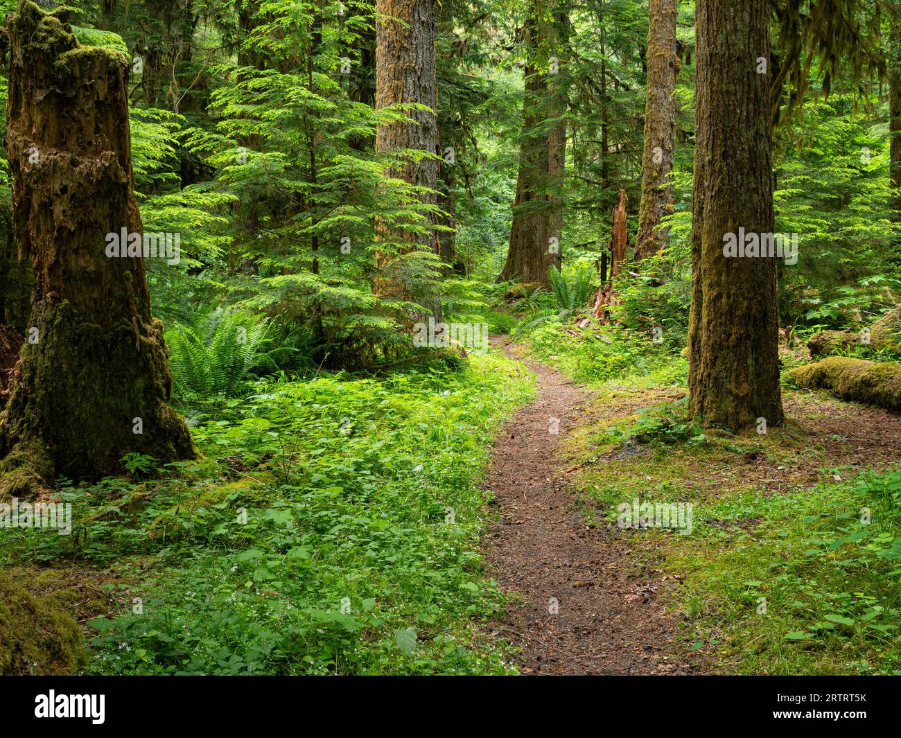 WA23667-00...WASHINGTON - Elwha River Trail in der Nähe der Kreuzung des Lillian River im Olympic National Park. Stockfoto