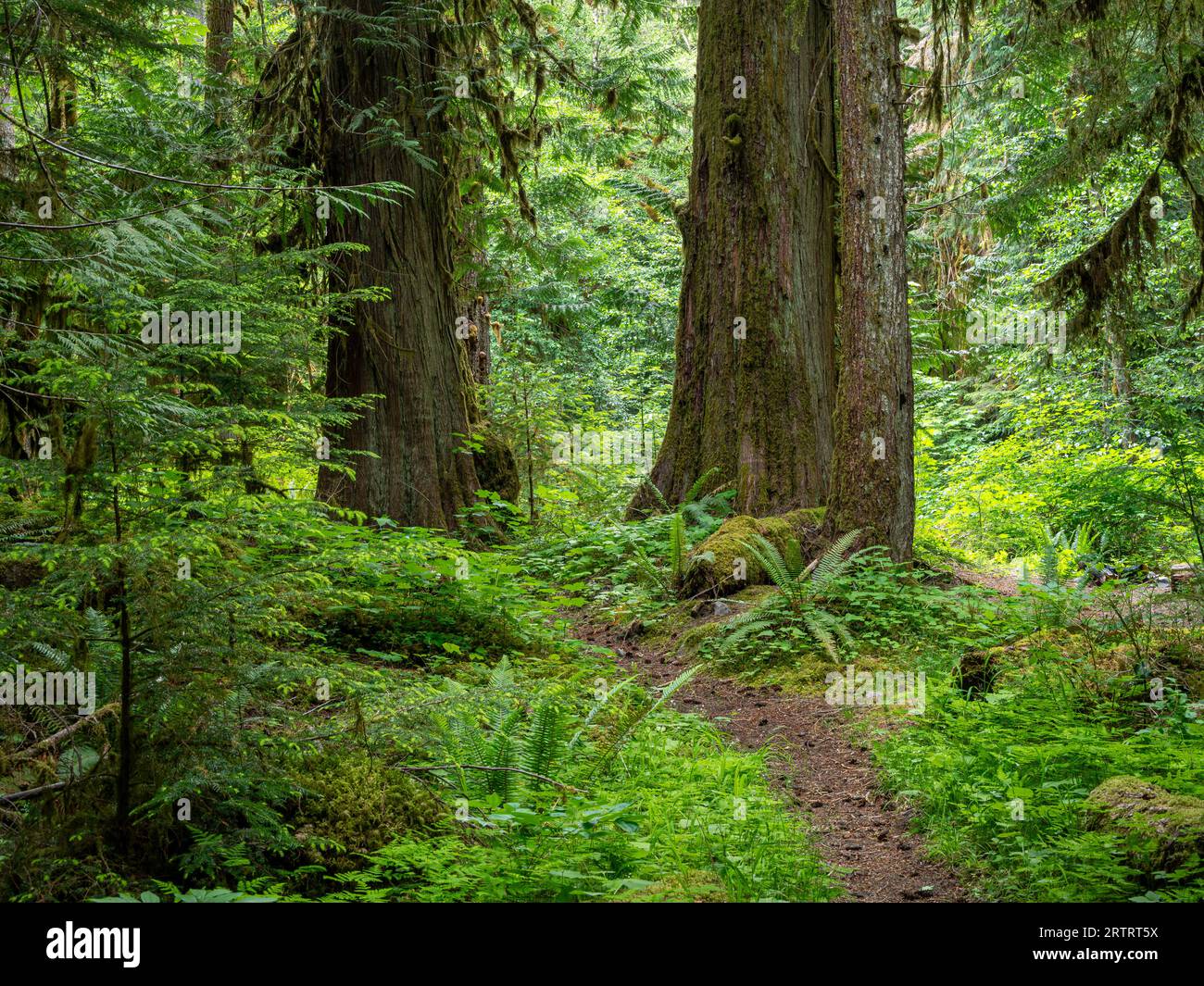WA23668-00...WASHINGTON - Elwha River Trail in der Nähe der Kreuzung des Lillian River im Olympic National Park. Stockfoto