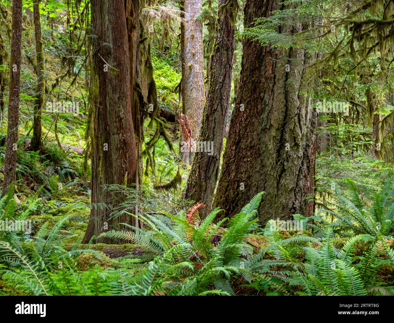 WA23669-00...WASHINGTON - Moos bedeckte Bäume in einem alten Wald entlang des Lillian River im Olympic National Park. Stockfoto