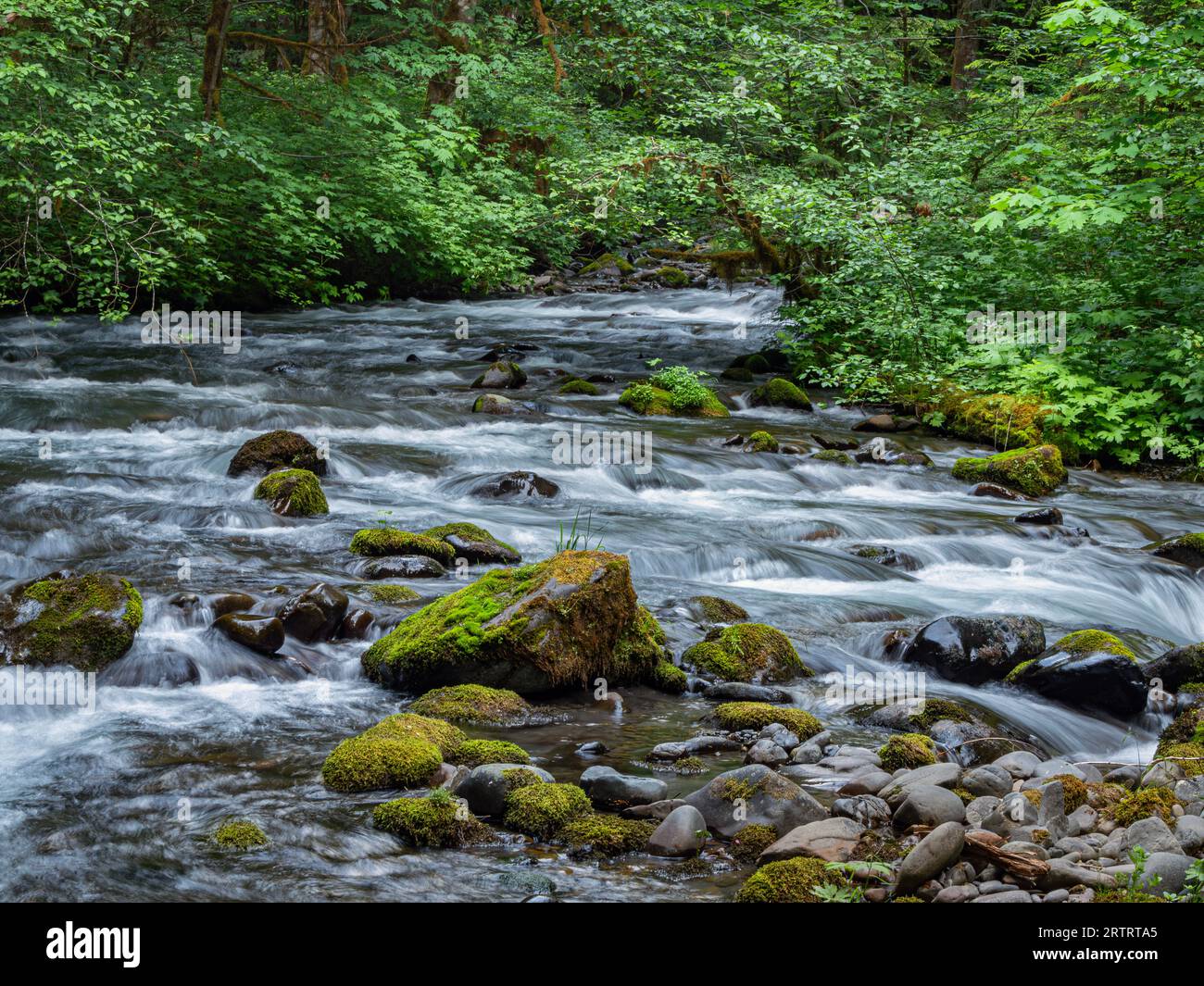 WA23671-00...WASHINGTON - Moosbedeckte Felsen und üppiges Unterholz entlang des Lillian River im Olympic National Park. Stockfoto