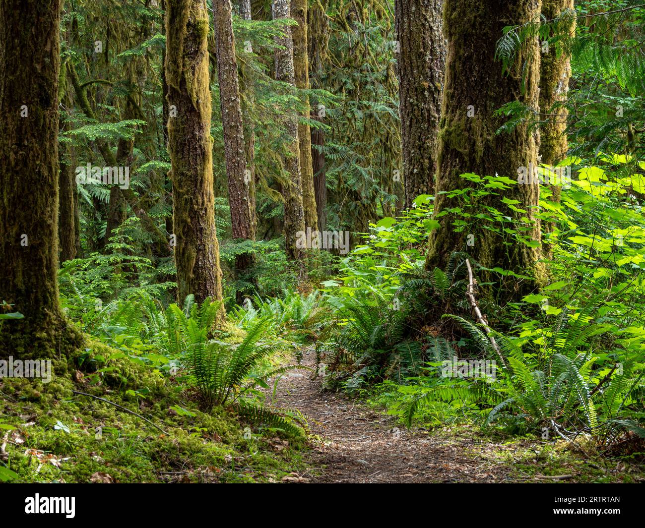 WA23673-00...WASHINGTON - Elwha River Trail in der Nähe der Kreuzung des Lillian River im Olympic National Park. Stockfoto