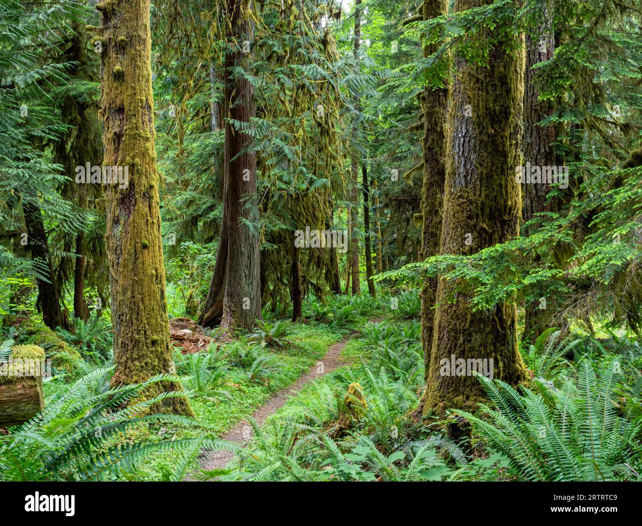 WA23674-00...WASHINGTON - Elwha River Trail in der Nähe der Kreuzung des Lillian River im Olympic National Park. Stockfoto