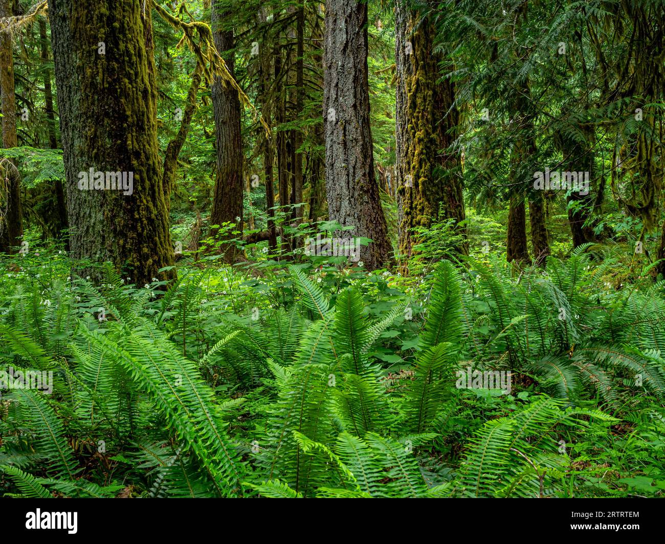 WA23675-00...WASHINGTON - Wald und Unterholz entlang des Elwha River Trail in der Nähe der Kreuzung des Lillian River im Olympic National Park. Stockfoto