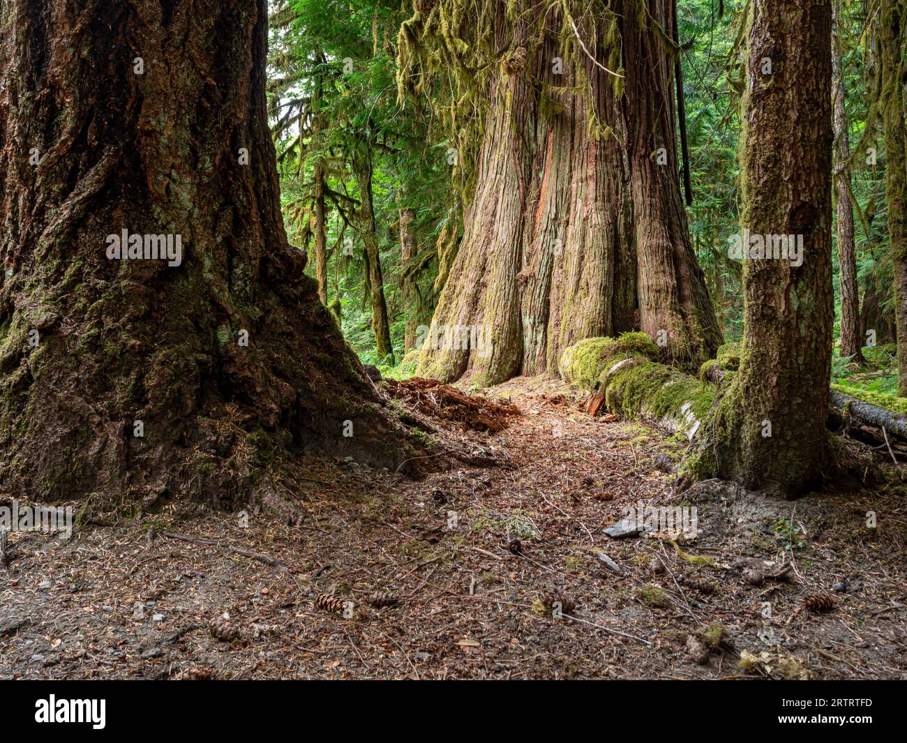 WA23677-00...WASHINGTON - riesige alte Zedernbäume und Tannen am Ufer des Lillian River im Olympic National Park. Stockfoto