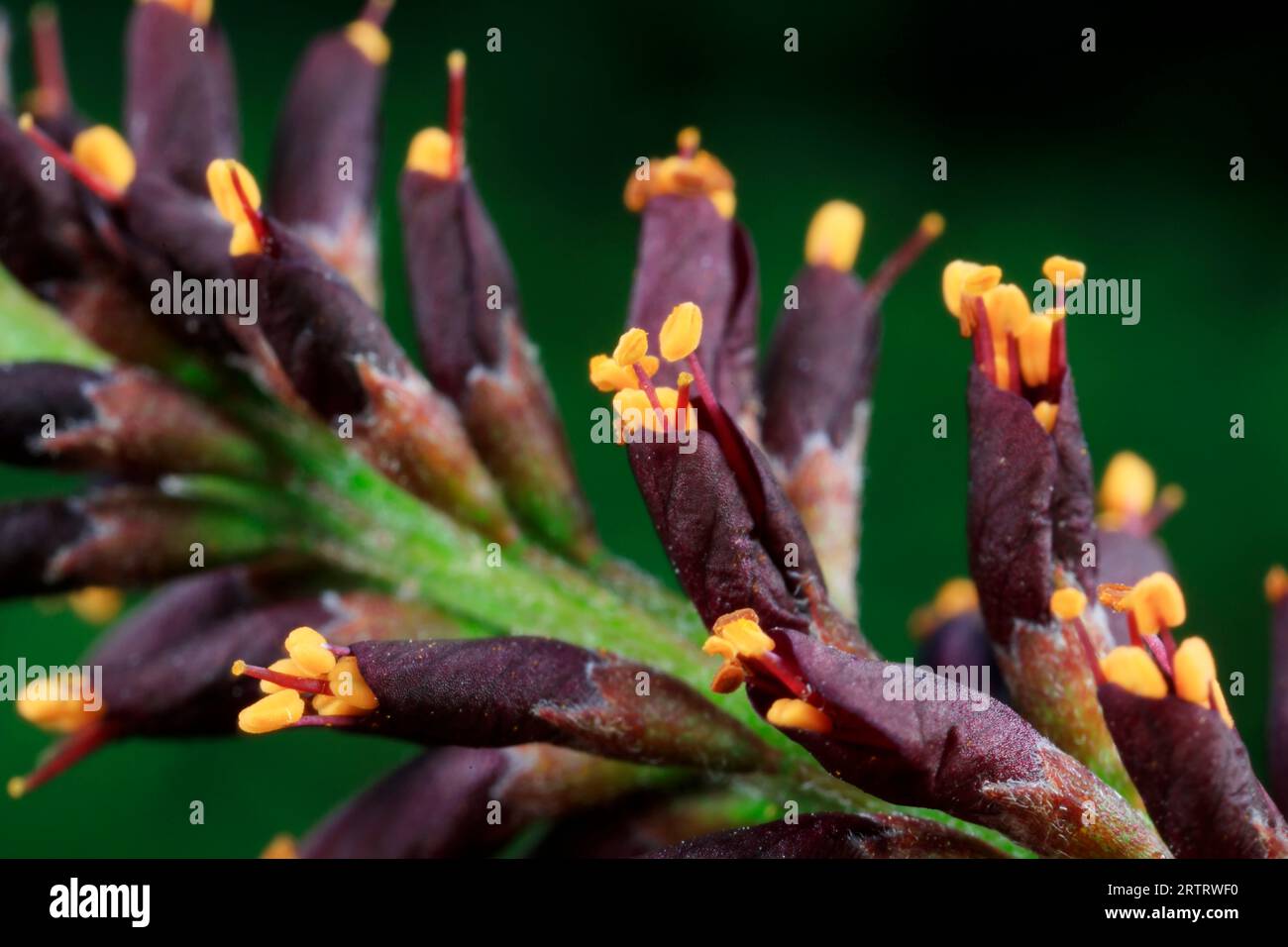 Amorpha fruticosa blüht im natürlichen Zustand, Nordchina Stockfoto