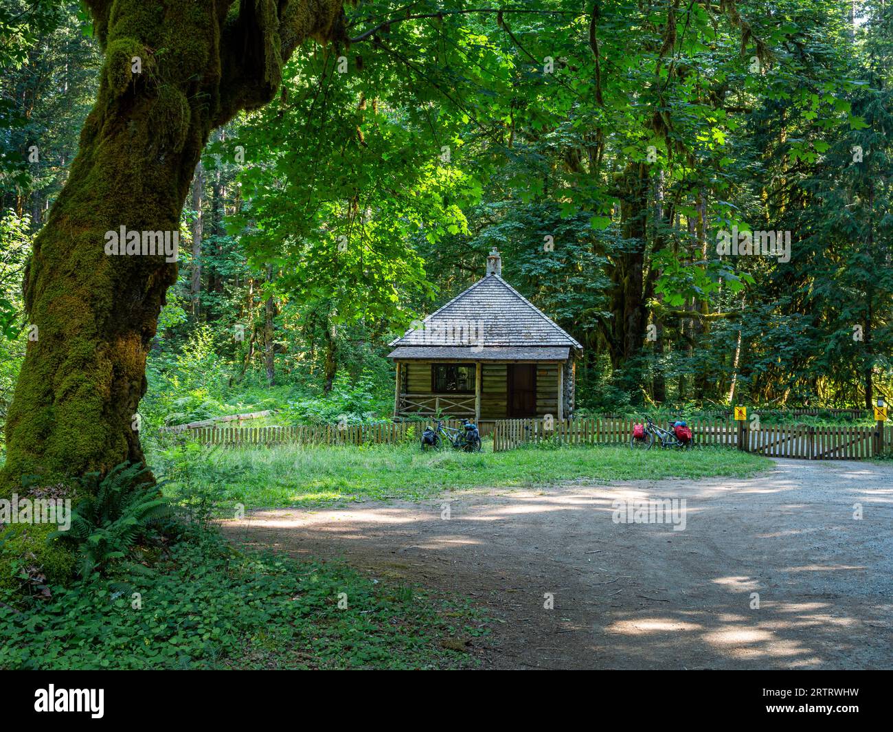 WA23690-00...WASHINGTON - große, moosbedeckte Big Leaf Maples rund um die historische Interrorem Cabin, die sich an der Duckabush Road im Olympic N befindet Stockfoto