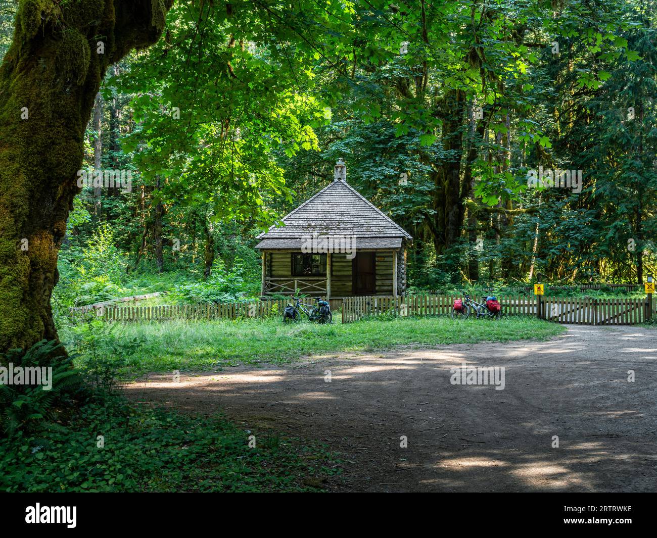 WA23691-00...WASHINGTON - große, moosbedeckte Big Leaf Maples rund um die historische Interrorem Cabin, die sich an der Duckabush Road im Olympic N befindet Stockfoto