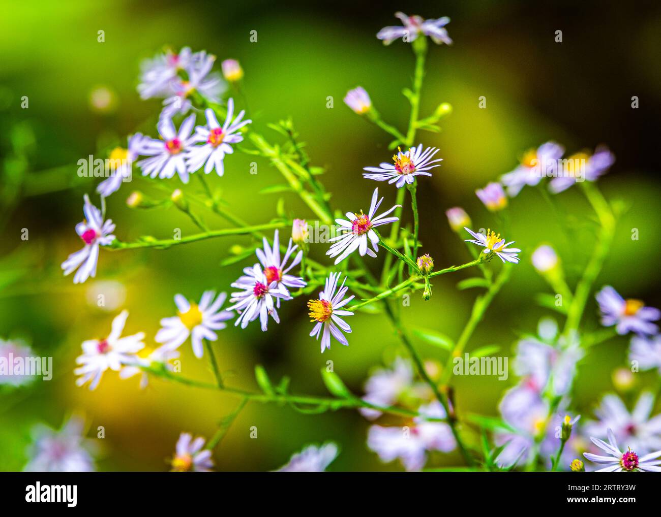 Waldvegetation farbenfrohe Blumen. Bei einem Spaziergang durch den Wald in Kanada können Sie eine üppige, farbenfrohe Vegetation erleben. Stockfoto