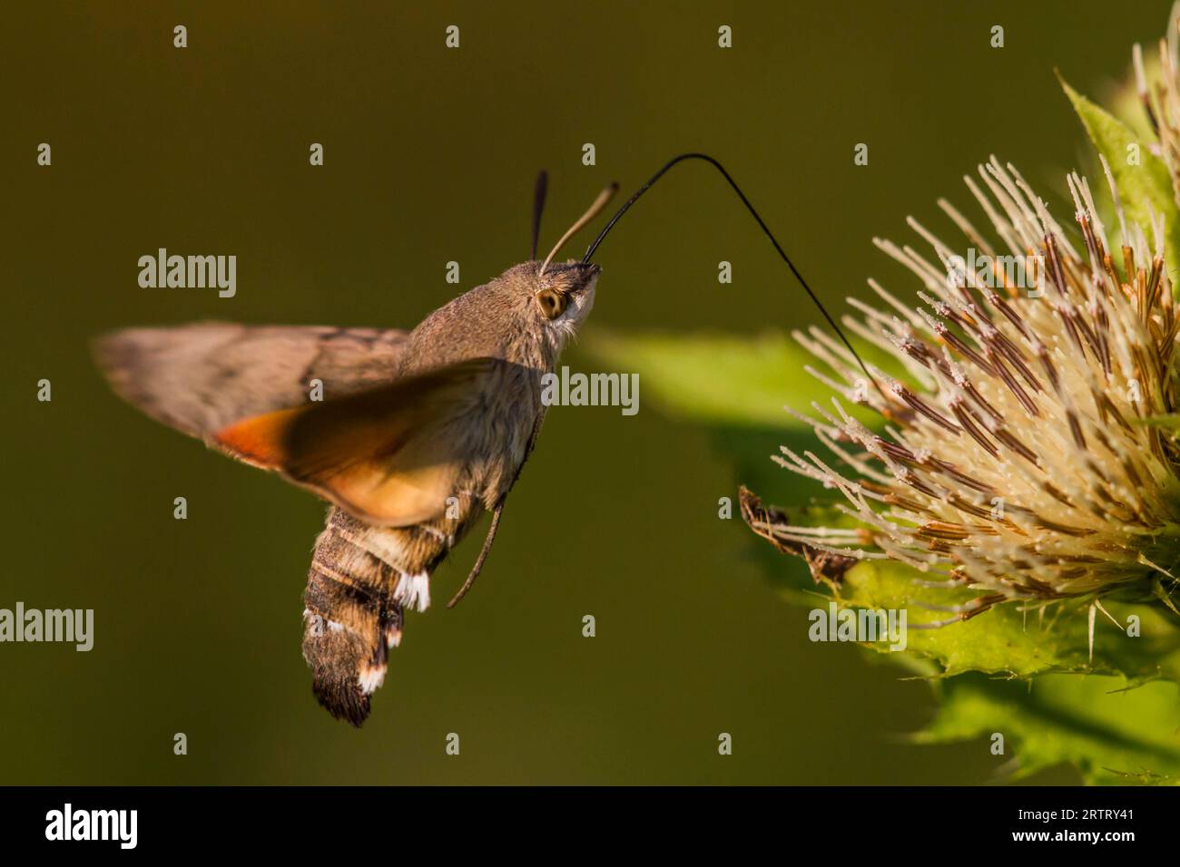 Taubenschwanz saugt an einer Pflanze, Kolibri-Falke saugt an einer Distelblüte Stockfoto