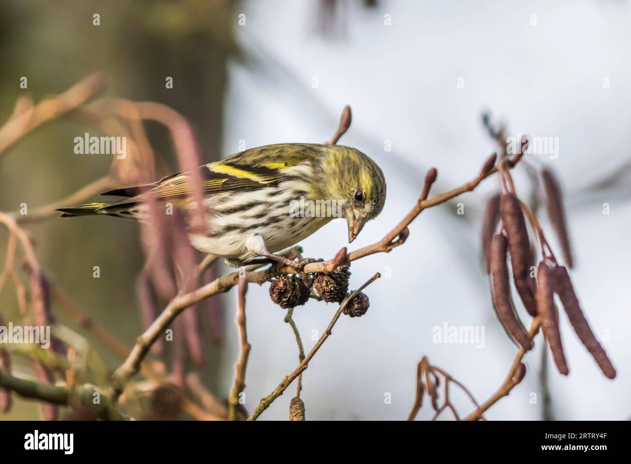 Ein gewöhnliches Siskin peckt an der Erle, Ein gewöhnliches Siskin sitzt auf einem Ast Stockfoto