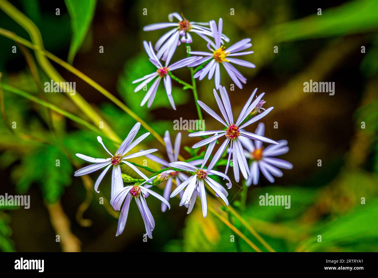 Waldvegetation farbenfrohe Blumen. Bei einem Spaziergang durch den Wald in Kanada können Sie eine üppige, farbenfrohe Vegetation erleben. Stockfoto