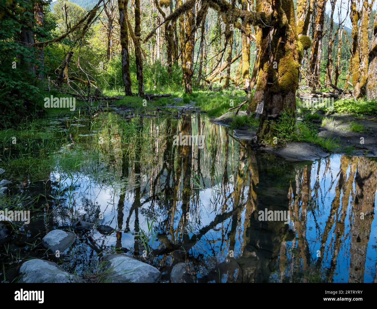 WA23647-00...WASHINGTON - kleiner Teich, der einen Moos bedeckten Big Leaf Maples im Elwha River Valley widerspiegelt. Stockfoto