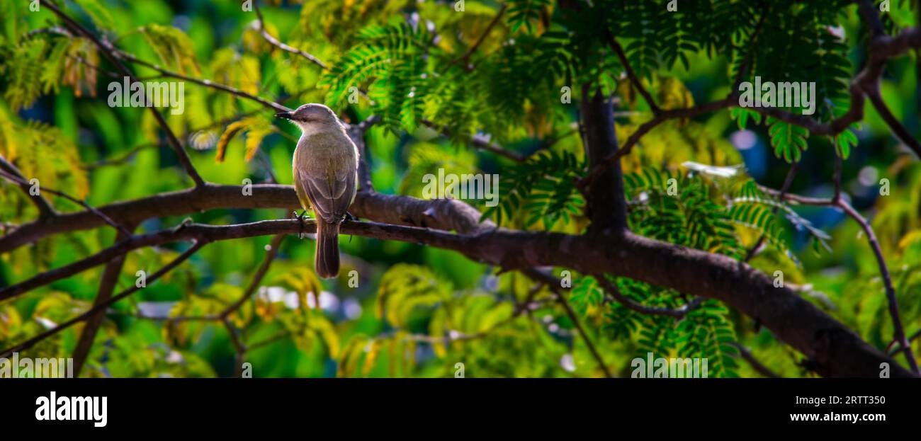 Ein schöner gelber Vogel, der im August 2015 auf einem Ast mit grünem Hintergrund sitzt, Pantanal, PARAGUAY Stockfoto