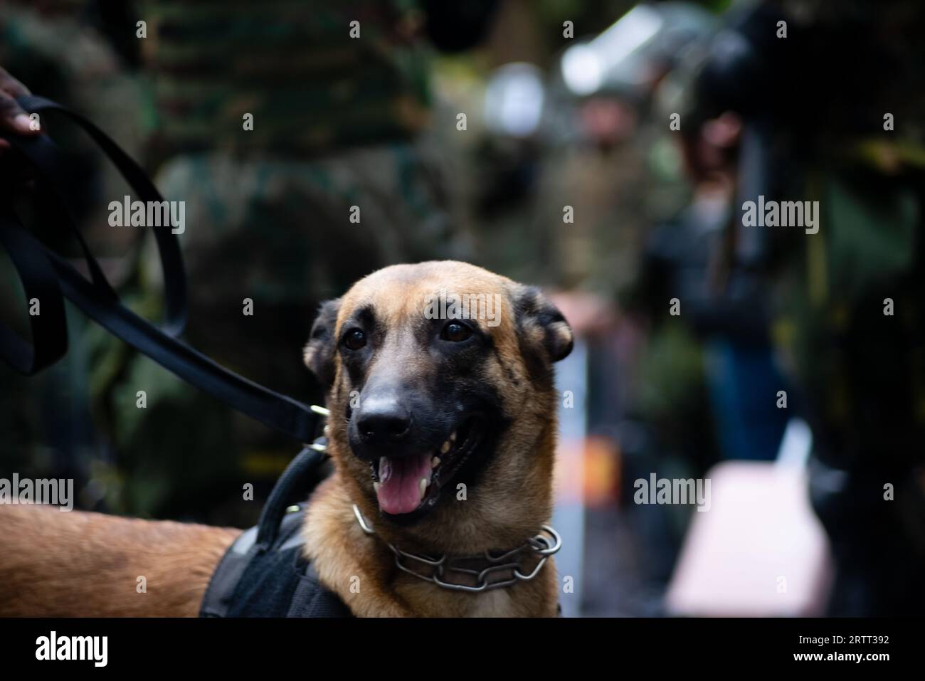 Salvador, Bahia, Brasilien - 7. September 2023: Ein Armeehund wird bei der brasilianischen Unabhängigkeitsparade in der Stadt Salvador, Bahia, gesehen. Stockfoto