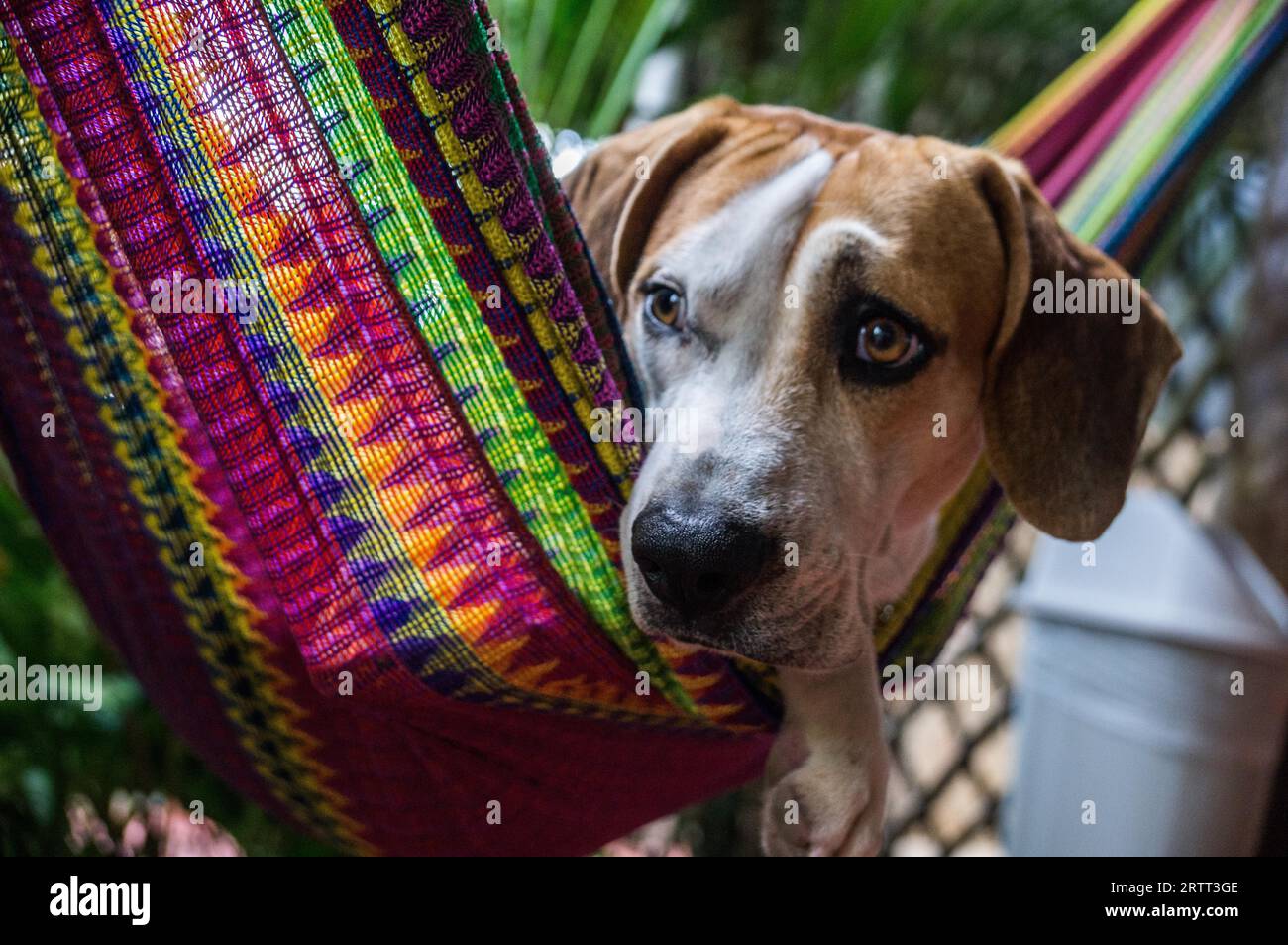 Ein braun-weißer Hund entspannt sich in einem bunten, braunen Hund sieht ein wenig traurig aus, aber sehen Sie, um die bequeme Hängematte zu genießen Stockfoto