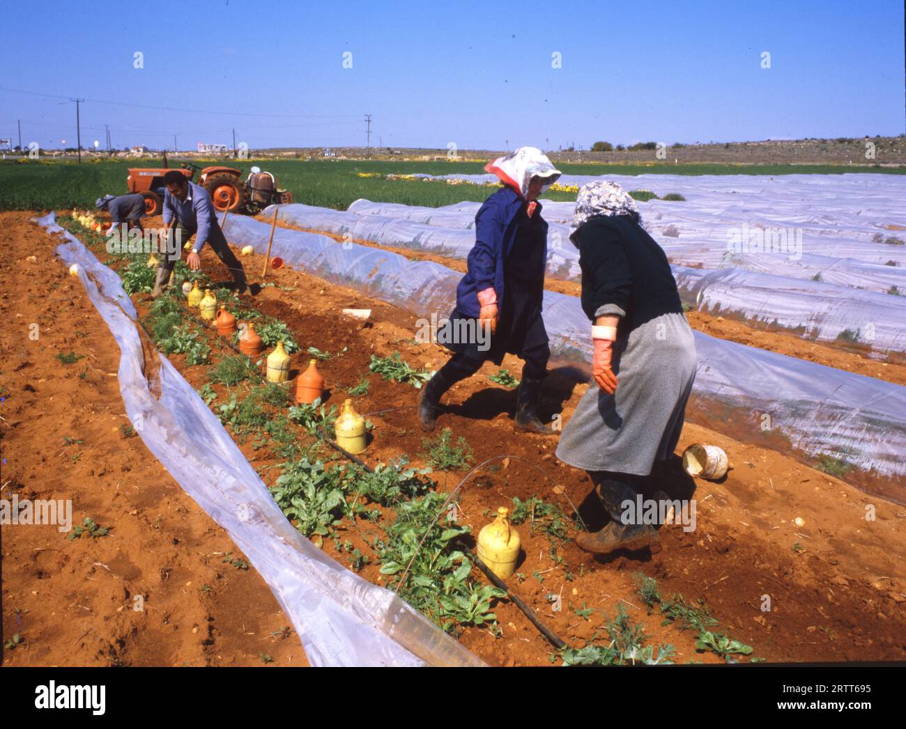 DEU, Deutschland: Die historischen Dias aus der Zeit 80-90, Italien. Landwirtschaft. Gemüseanbau. 80er Jahre Stockfoto