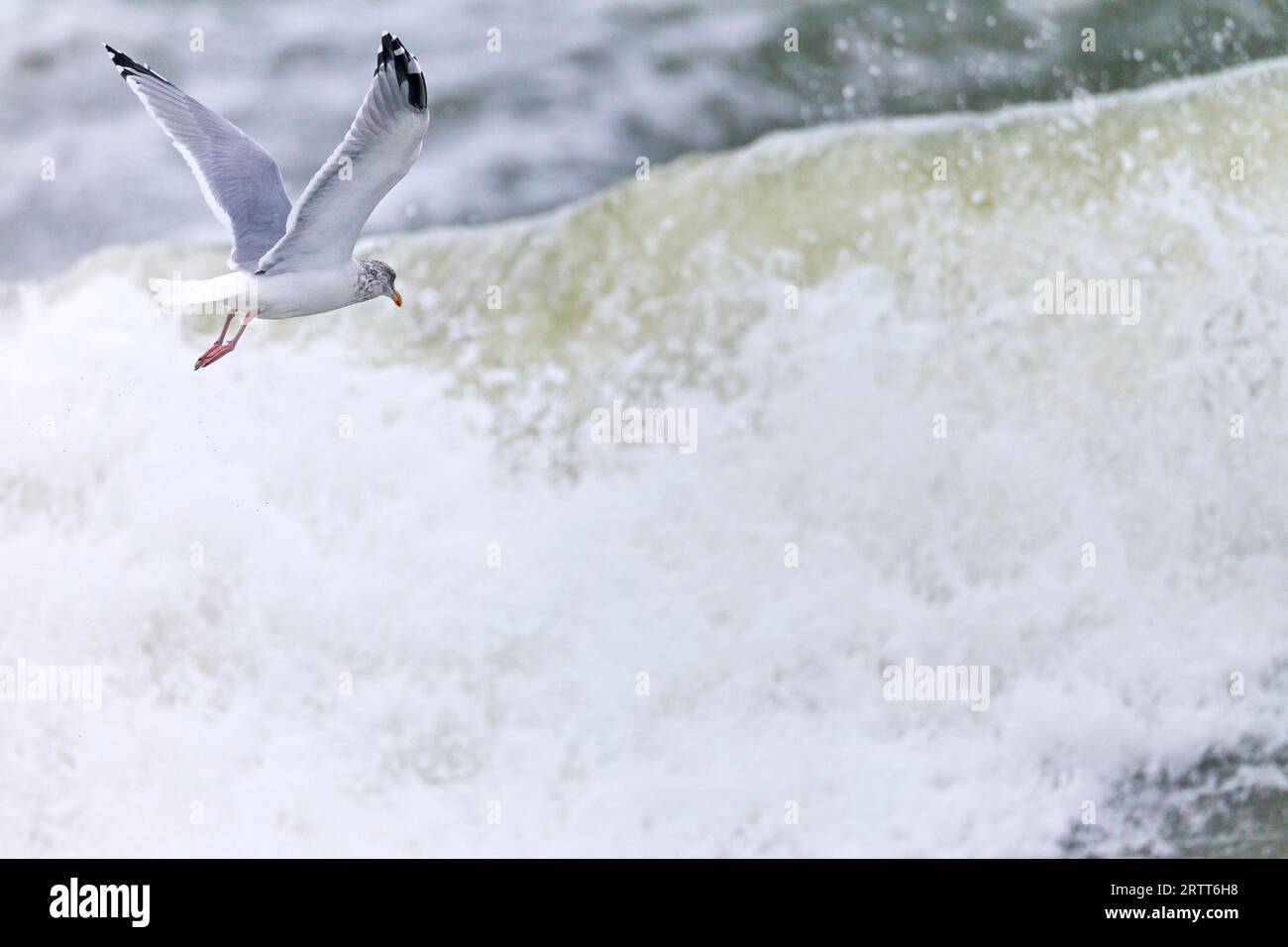 Europäische Heringsmöwe (Larus argentatus), die Rechnung ist gelb mit einem roten Fleck an der Spitze der Rechnung, die Beine und Füße sind fleischfarben (Foto Stockfoto