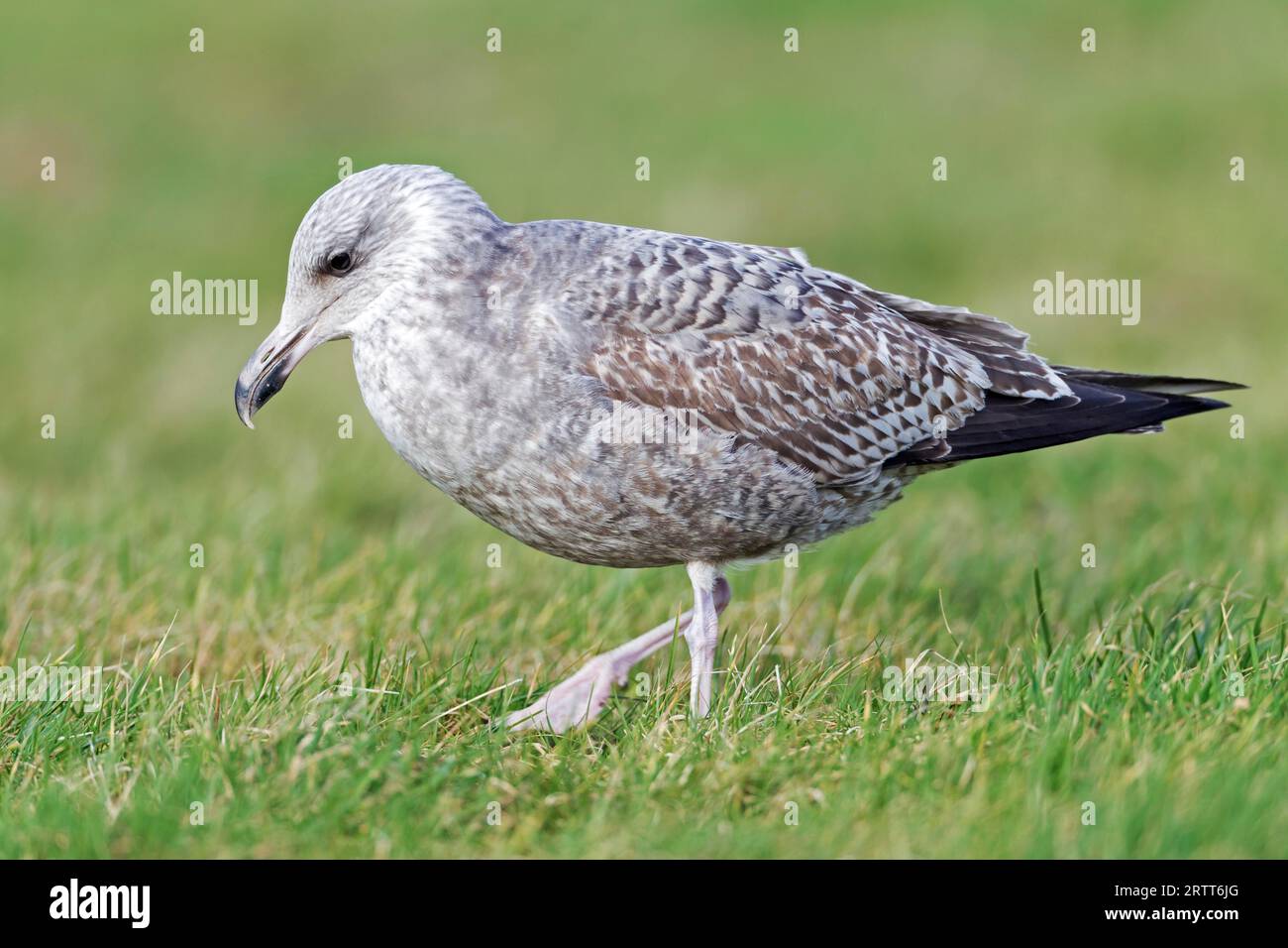 Europäische Heringsmöwe (Larus argentatus) in den ersten Wintergefiederreisen mit den Füßen auf dem Boden, um Würmer an die Erdoberfläche zu locken Stockfoto