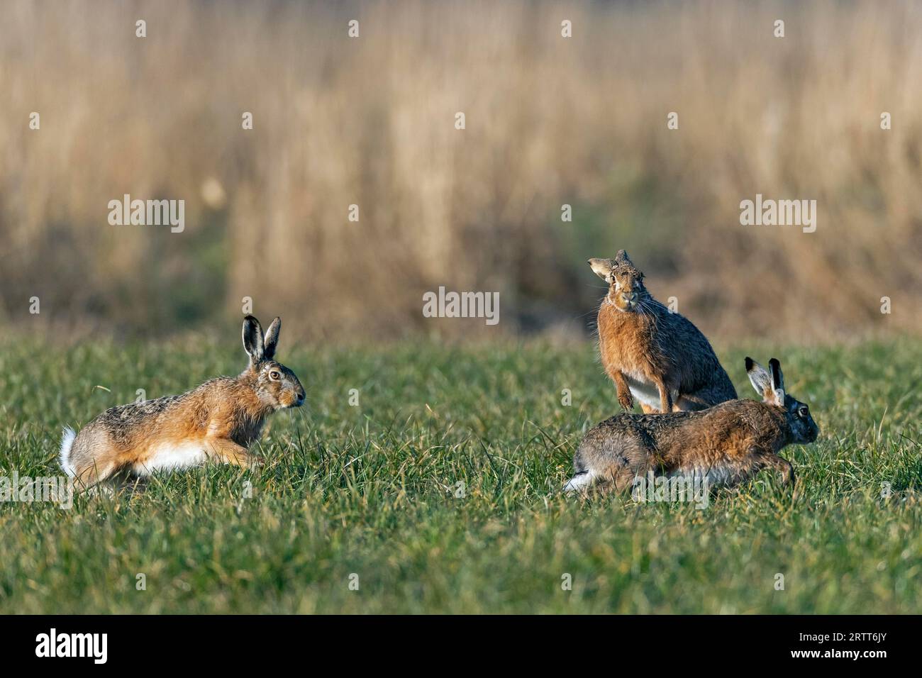 Bei einer wilden Jagd umkreisen die männlichen europäischen Hasen das Weibchen, das die Hektik mit Interesse beobachtet Stockfoto