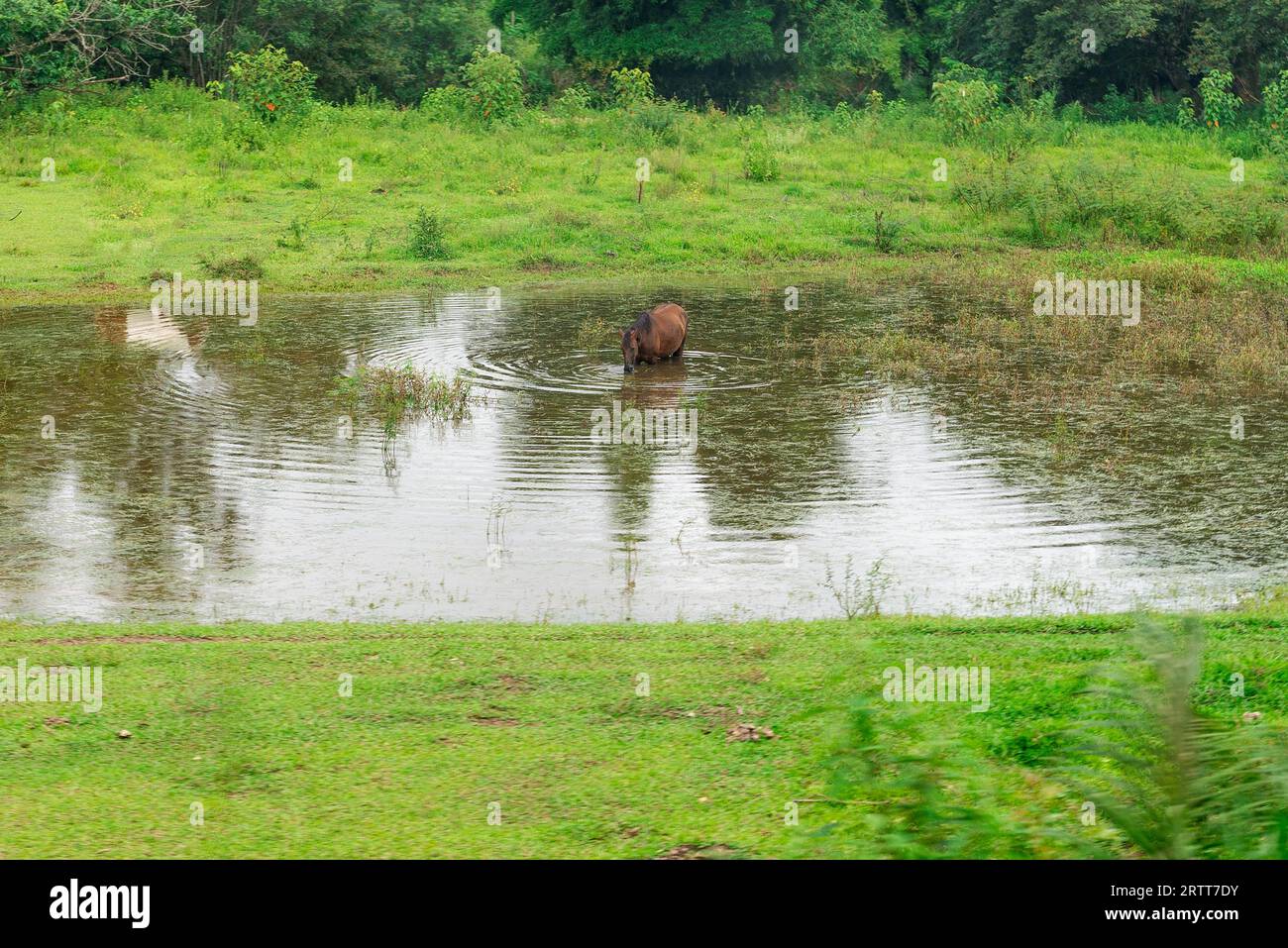 Pferd in einer braunen See Trinkwasser in grüner Naturlandschaft Stockfoto