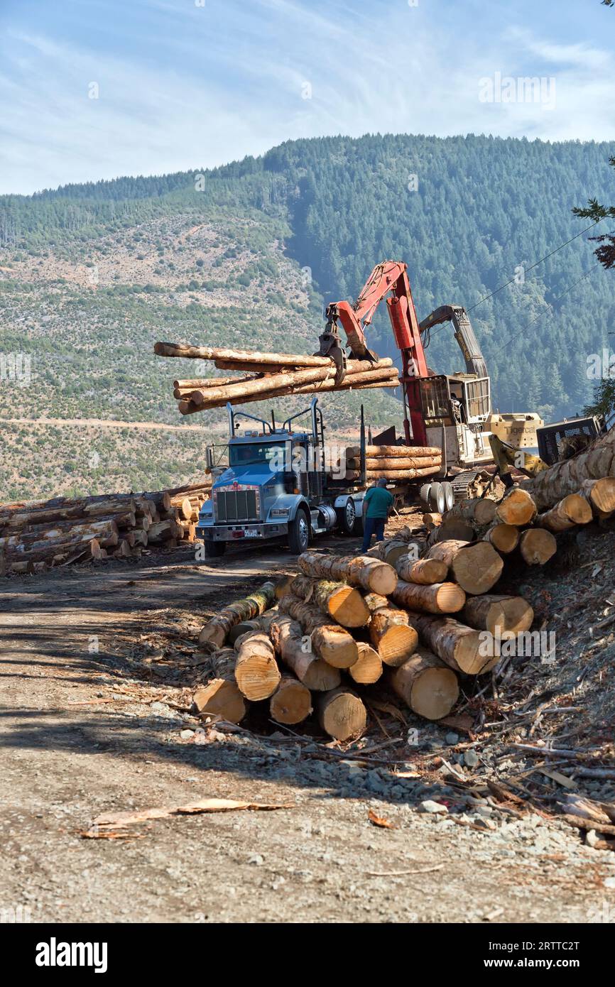 Loader mit Holzausleger, der die geerntete Douglasie „Pseudotsuga menziesii“ an der Küste ablegt, meldet sich beim Kenworth-Holzfäller an und beobachtet den Fahrer. Stockfoto