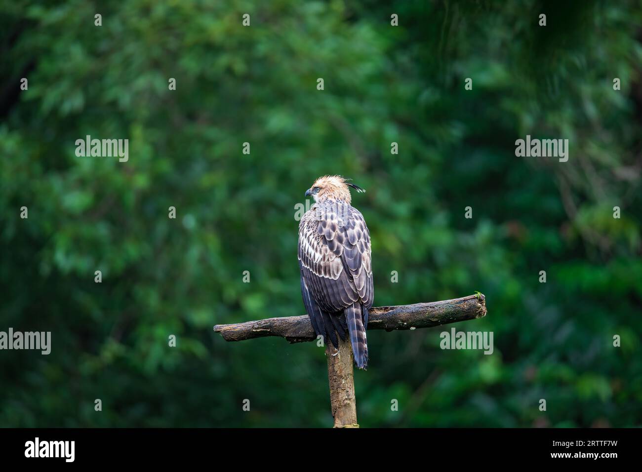 Austauschbarer Hawk-Eagle oder Indian Crested Hawk Eagle Stockfoto