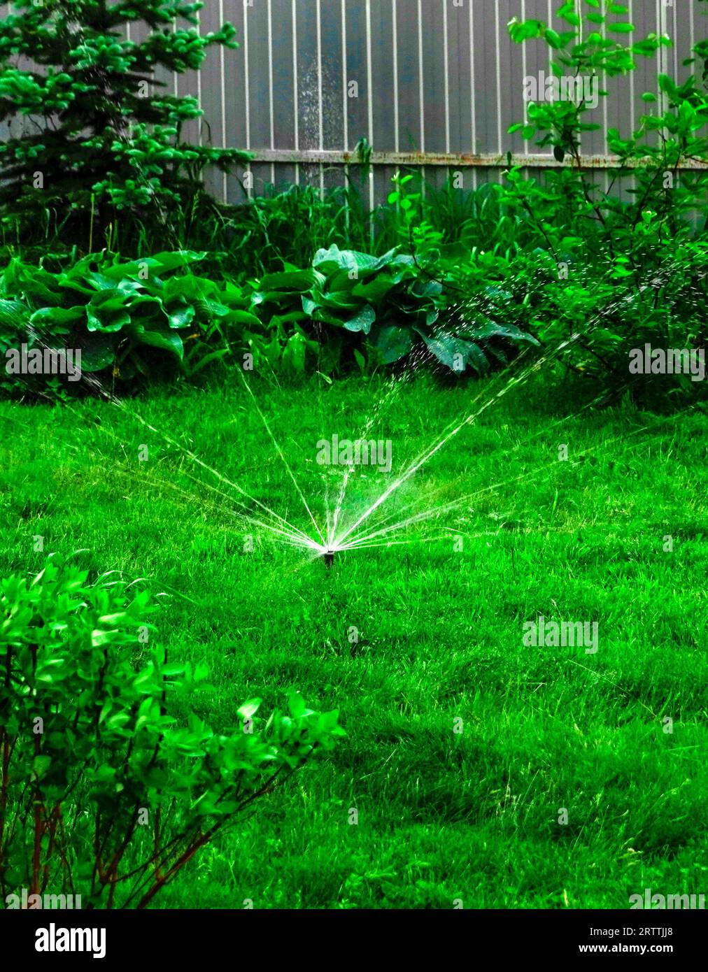 Sammer im Garten. Automatische Bewässerung des grünen Rasens Stockfoto