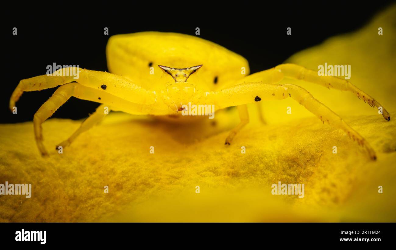 Eine gelbe Krabbenspinne auf einer gelben Holunderblüte, Trumpetflower, gelbe Trompetenblüte, gelbe Trompete und Tecoma stans, Makroaufnahme, Thailand. Stockfoto