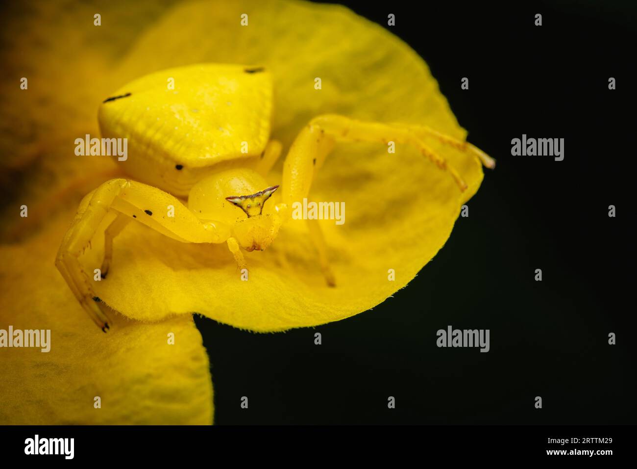 Eine gelbe Krabbenspinne auf einer gelben Holunderblüte, Trumpetflower, gelbe Trompetenblüte, gelbe Trompete und Tecoma stans, Makroaufnahme, Thailand. Stockfoto