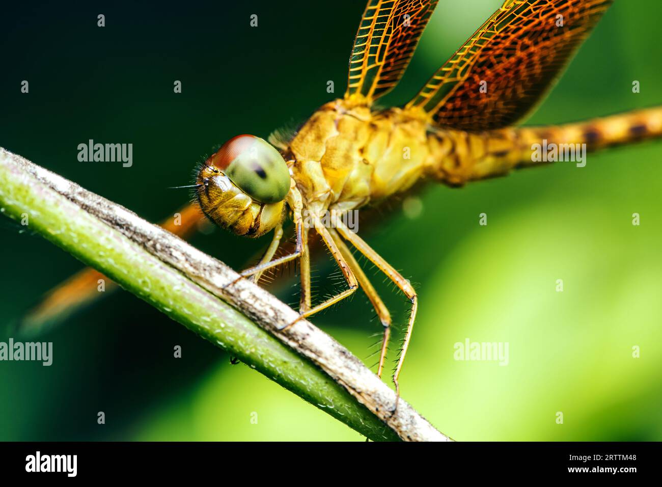 Eine Libelle auf einem Baumzweig und Naturhintergrund, selektiver Fokus, Insektenmakro, buntes Insekt in Thailand. Stockfoto