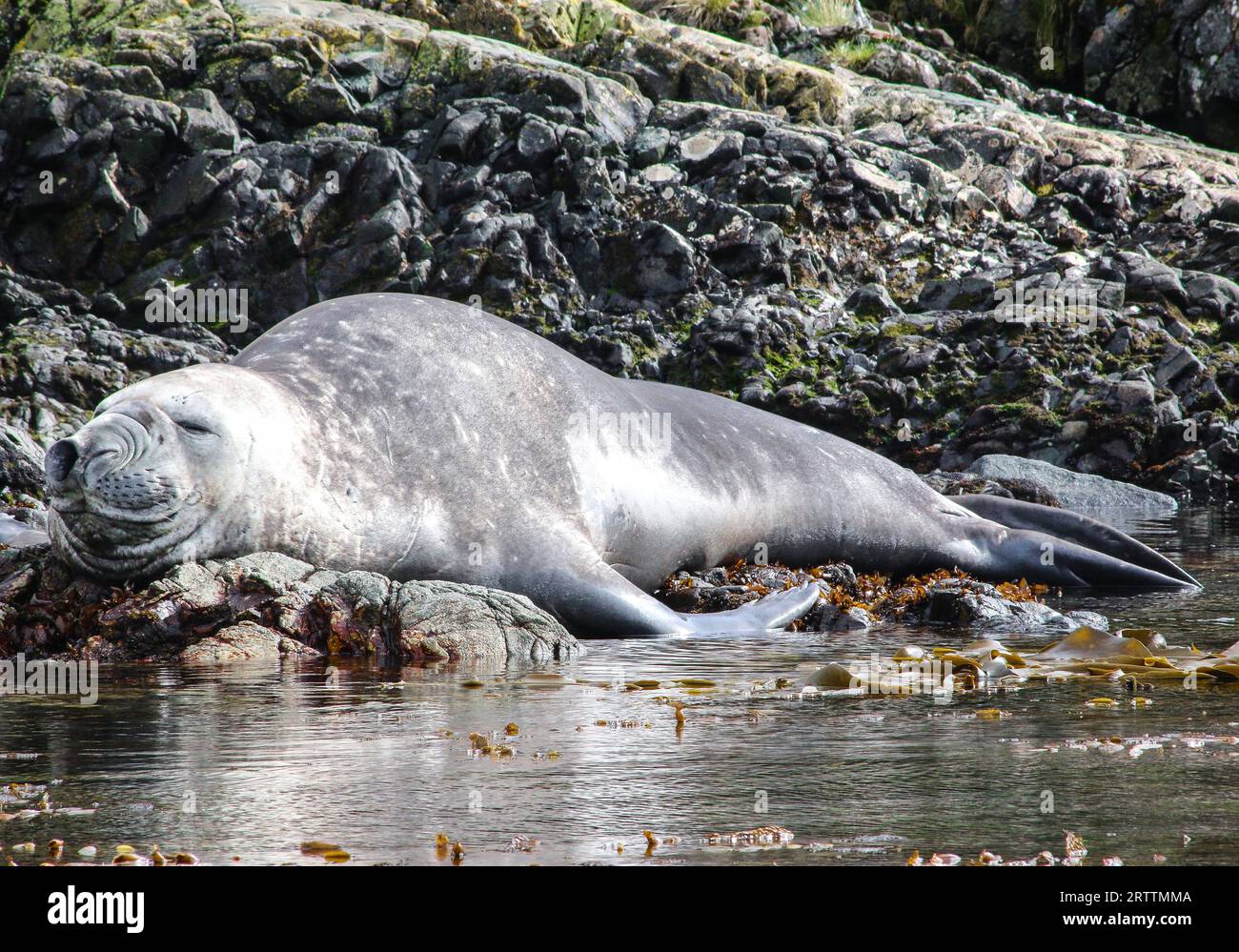 Southern Elephant Seals Mirounga leonina, größte Robbe, Francisco Coloane Marine Park, Naturschutzgebiet für wissenschaftliche Forschung, Patagonien Stockfoto