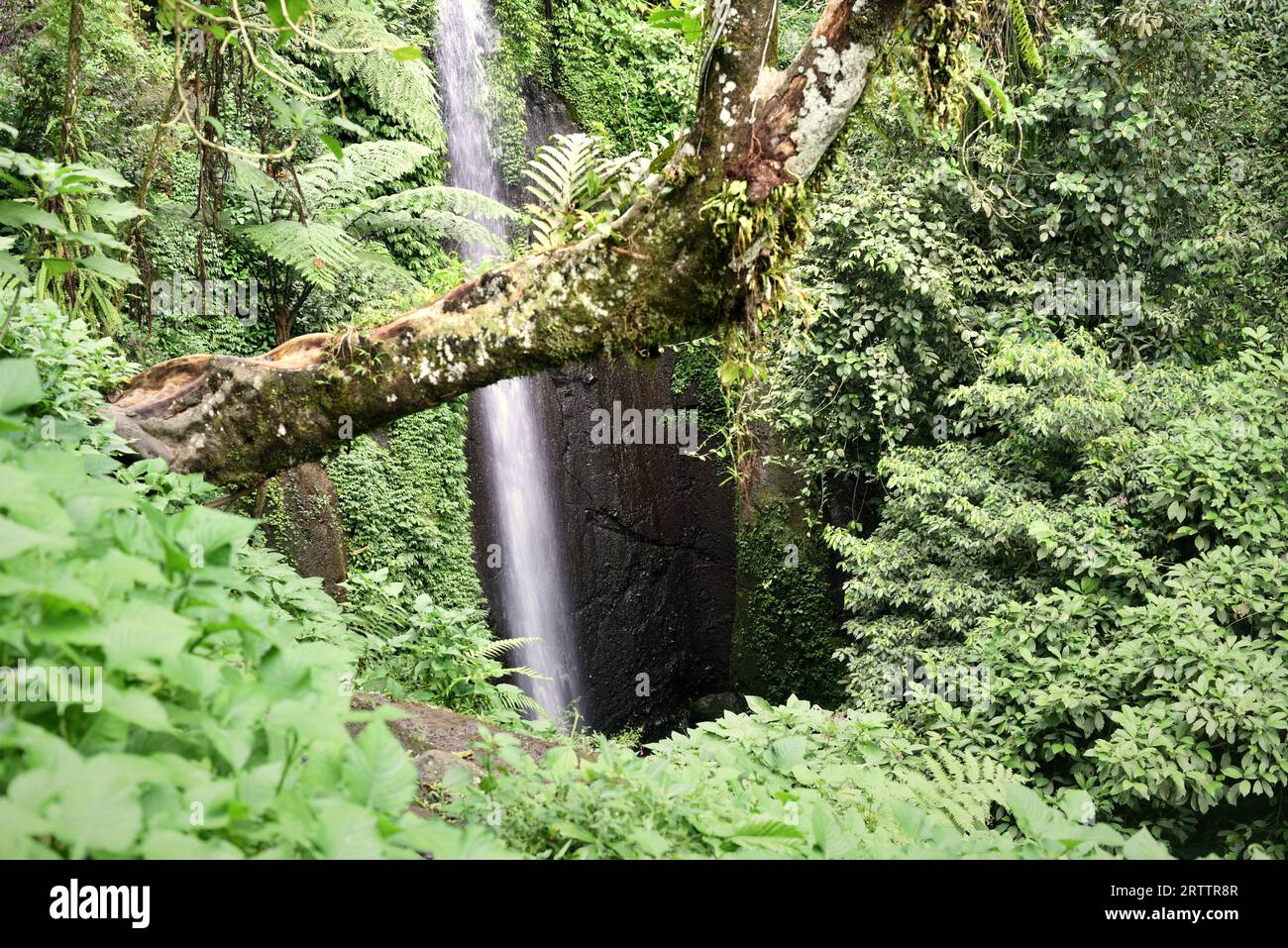 Blick auf einen Wasserfall am Fuße des Mount Salak in Bogor, West Java, Indonesien. Wissenschaftler können den Klang und das Aussehen eines Wasserfalls nutzen, um Veränderungen in seinem Fluss zu verfolgen, während menschliche Eingriffe und der Klimawandel den Wasserspiegel beeinflussen, so ein artikel aus dem Jahr 2021, der von der American Geophysical Union veröffentlicht wurde und über ScienceDaily zugänglich ist. Das Wasser der Wasserfälle ist wertvoll für Wasserkraft, Bewässerung und zur Unterstützung von Flusslebensräumen. "Das Aussehen des Wasserfalls und die Akustik sind außerdem wichtige Aspekte für Erholung und Tourismus", schrieb ich Schalko und R. M. Boes in ihrer Arbeit, die als Referenz diente,... Stockfoto