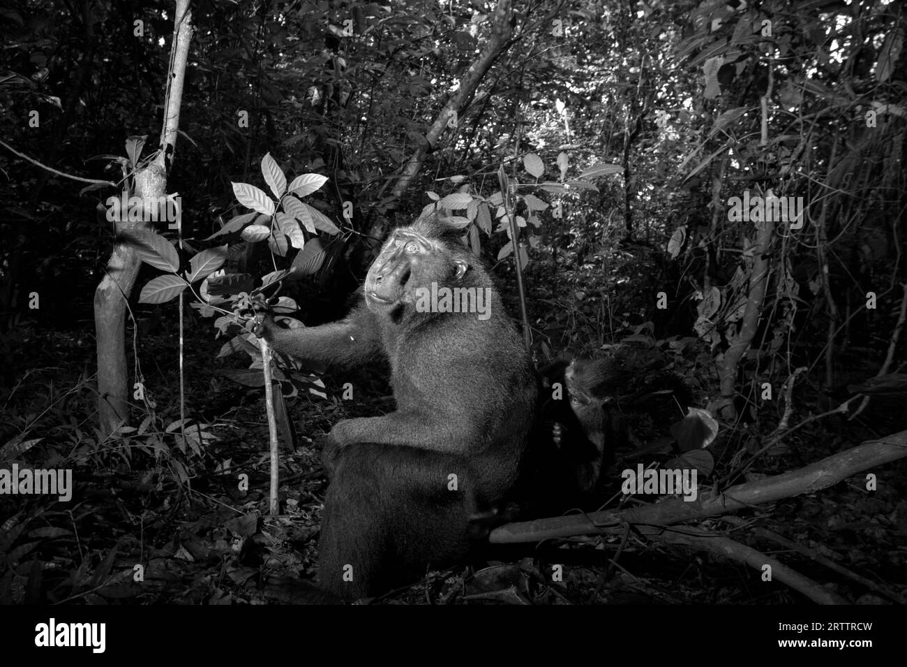 Ein Sulawesi-Makaken (Macaca nigra) blickt auf, während es von einer anderen Person im Tiefland-Regenwald des Tangkoko Nature Reserve, Nord-Sulawesi, Indonesien, gepflegt wird. Klimawandel und Krankheiten sind neue Bedrohungen für Primaten, während Schopfmakaken laut Primatologen zu den 10 % der Primatenarten gehören, die besonders anfällig für Dürren sind. Ein kürzlich erschienener Bericht zeigte, dass die Temperatur im Tangkoko-Wald tatsächlich steigt und der Fruchtbestand insgesamt zurückgeht. Macaca nigra gilt als eine Schlüsselart in ihrem Lebensraum, eine wichtige „Dachart“... Stockfoto