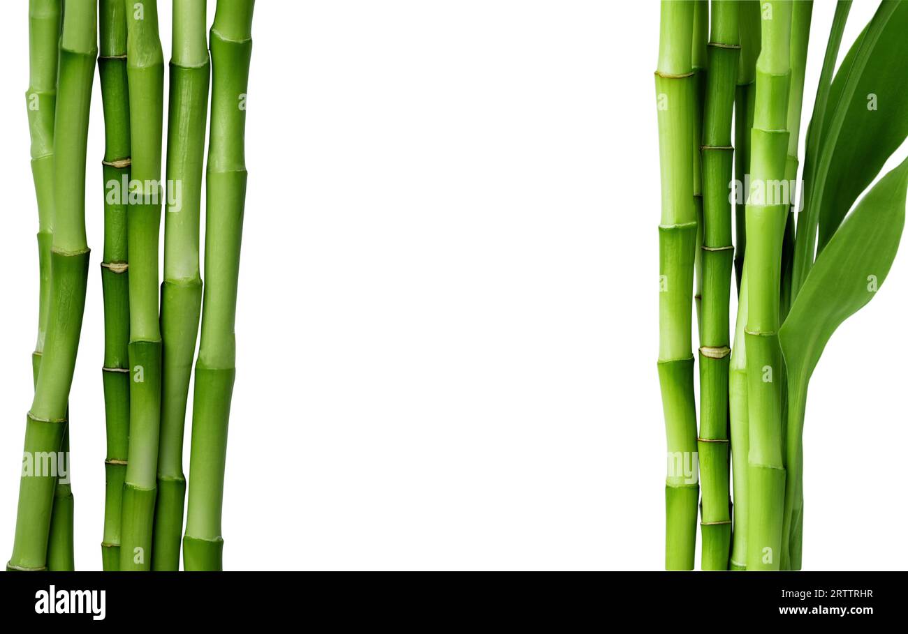 Bambuszweige isoliert auf weißem Hintergrund. Bambussprossen mit Bambusblättern für Design. Stockfoto