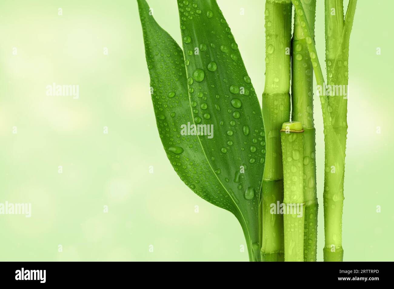 Bambuszweige auf hellgrünem Hintergrund mit Kopierraum. Bambussprossen und Bambusblätter mit Regentropfen im Hintergrund. Stockfoto
