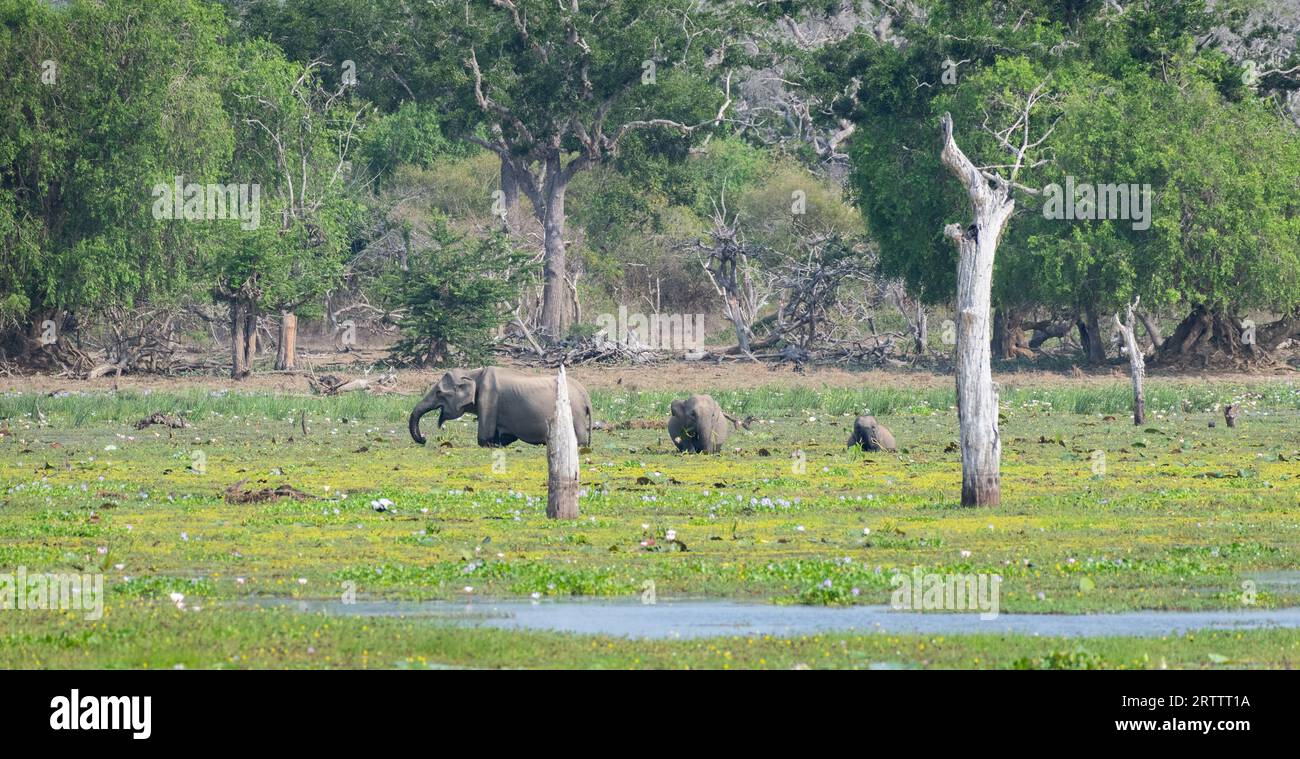 Elefantenfamiliennahrung in der schwimmenden Vegetation auf dem See im Yala-Nationalpark, eine Mutter Elefant und zwei Baby Elefanten Landschaft Landschaft. Stockfoto