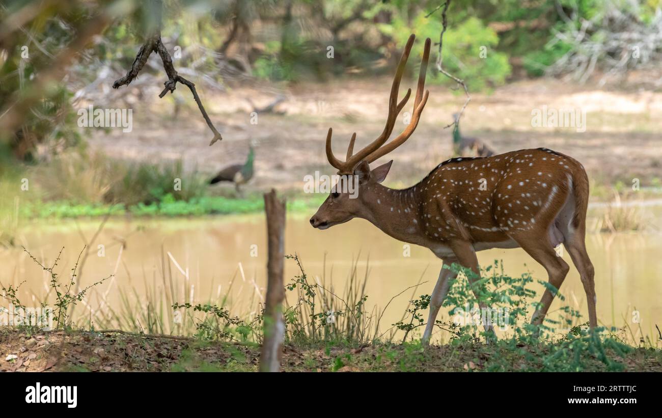 Alphamännchen mit riesigen Geweihen, Hirsche aus Sri Lanka, die zum Wasserloch gehen, um einen schnellen Drink zu genießen. Stockfoto