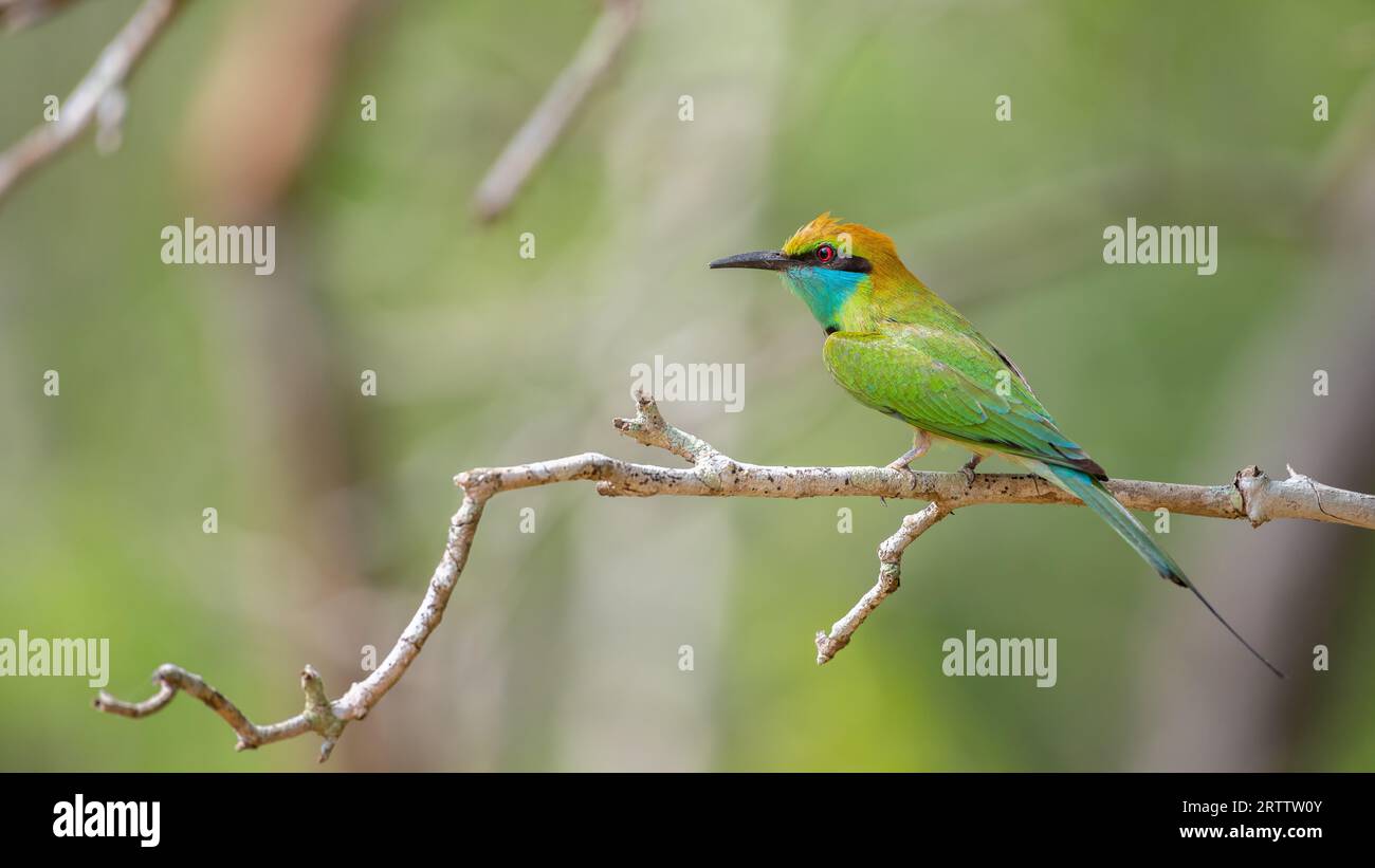 Asiatische GREE Bee-Eater-Vogel-Seitenansicht, eine Profilaufnahme eines farbenfrohen fotogenen Vogels aus der Nähe. Stockfoto