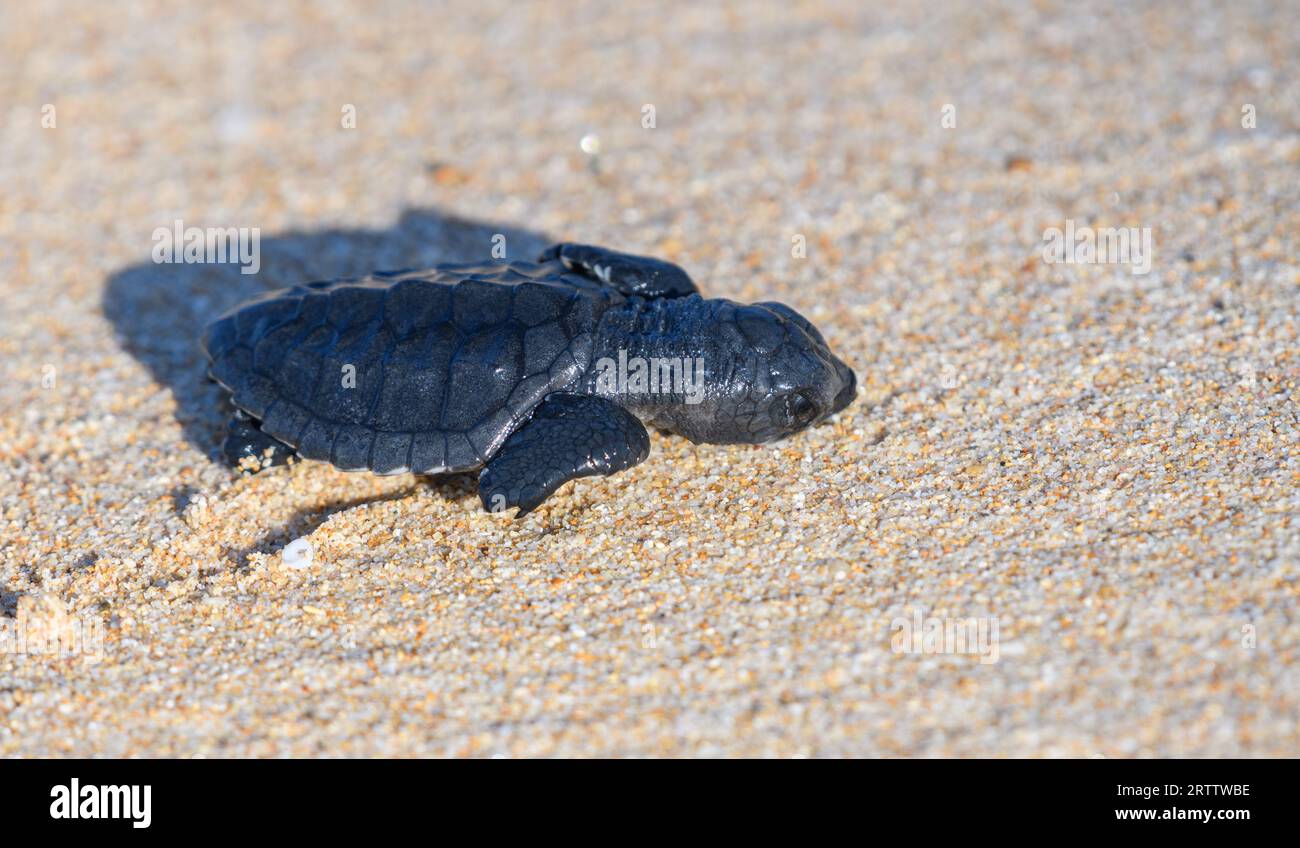 Die niedliche Olive ridley Turtle Baby marschiert in Richtung Ozean, Neugeborene Baby Turtle zeigt enorme Anstrengungen, um das Wasser zu erreichen. Stockfoto