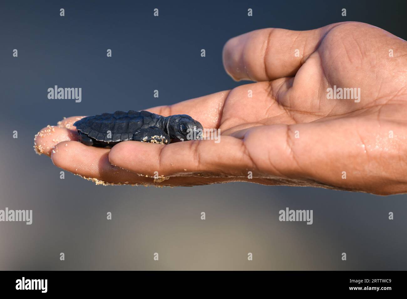 Neugeborenes, süßes Oliven-ridley-Schildkrötenbaby, das auf einer liebevollen menschlichen Hand ruht. Stockfoto