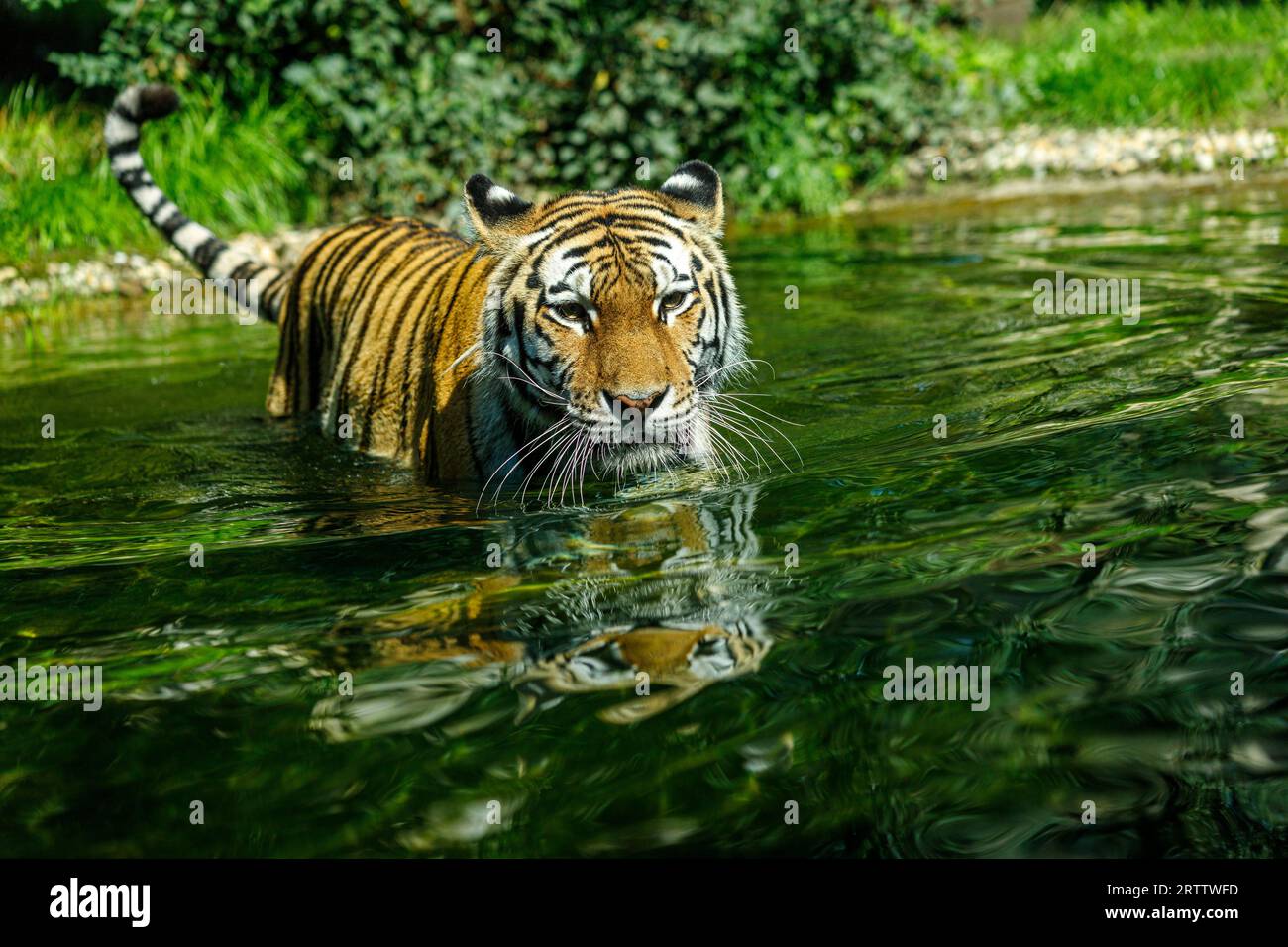 Der sibirische Amur Tiger schwimmt im See Stockfoto