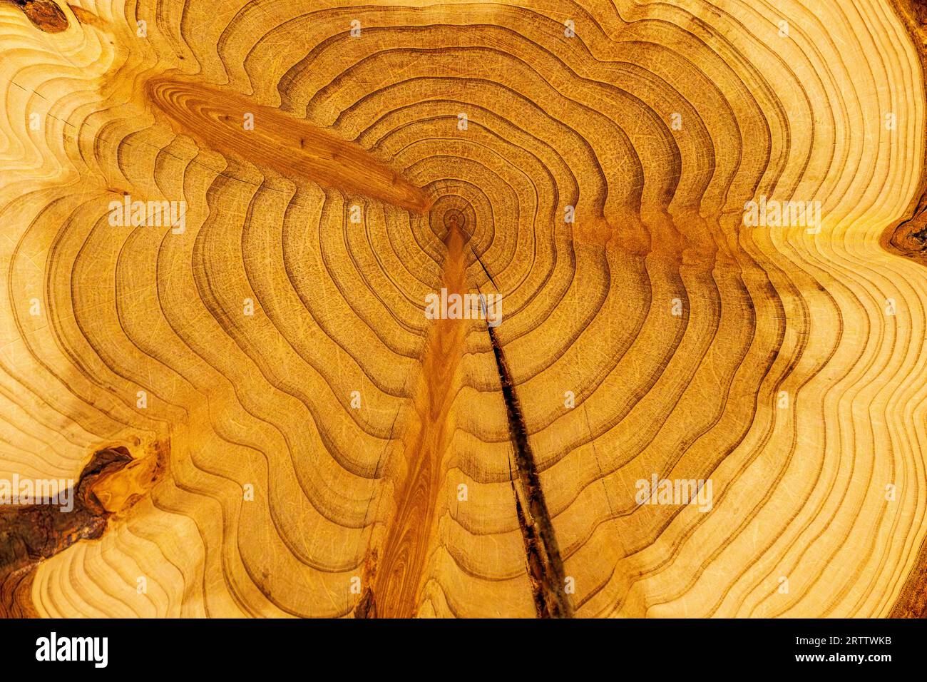 Naturholz-Rundscheibe aus Mammutbäumen Stockfoto