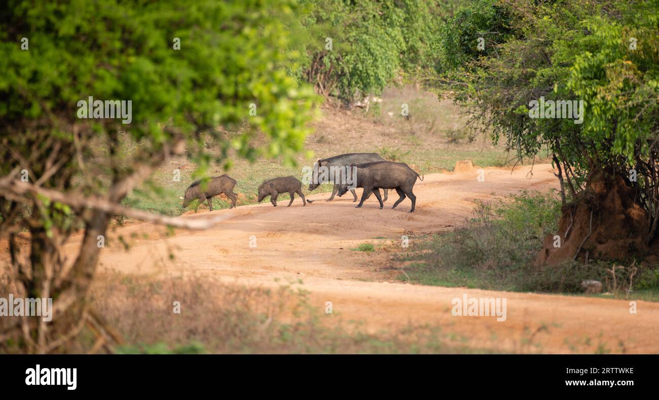Gruppe von Wildschweinen, die den Schotterweg im Yala-Nationalpark überqueren. Ein Echolot von Wildschweinen, die sich im Yala-Nationalpark ernähren. Stockfoto