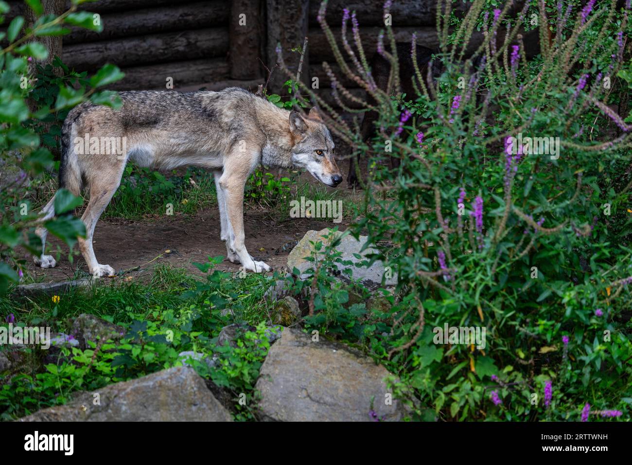 Östlicher Holzwolf beobachtet die Umgebung Stockfoto