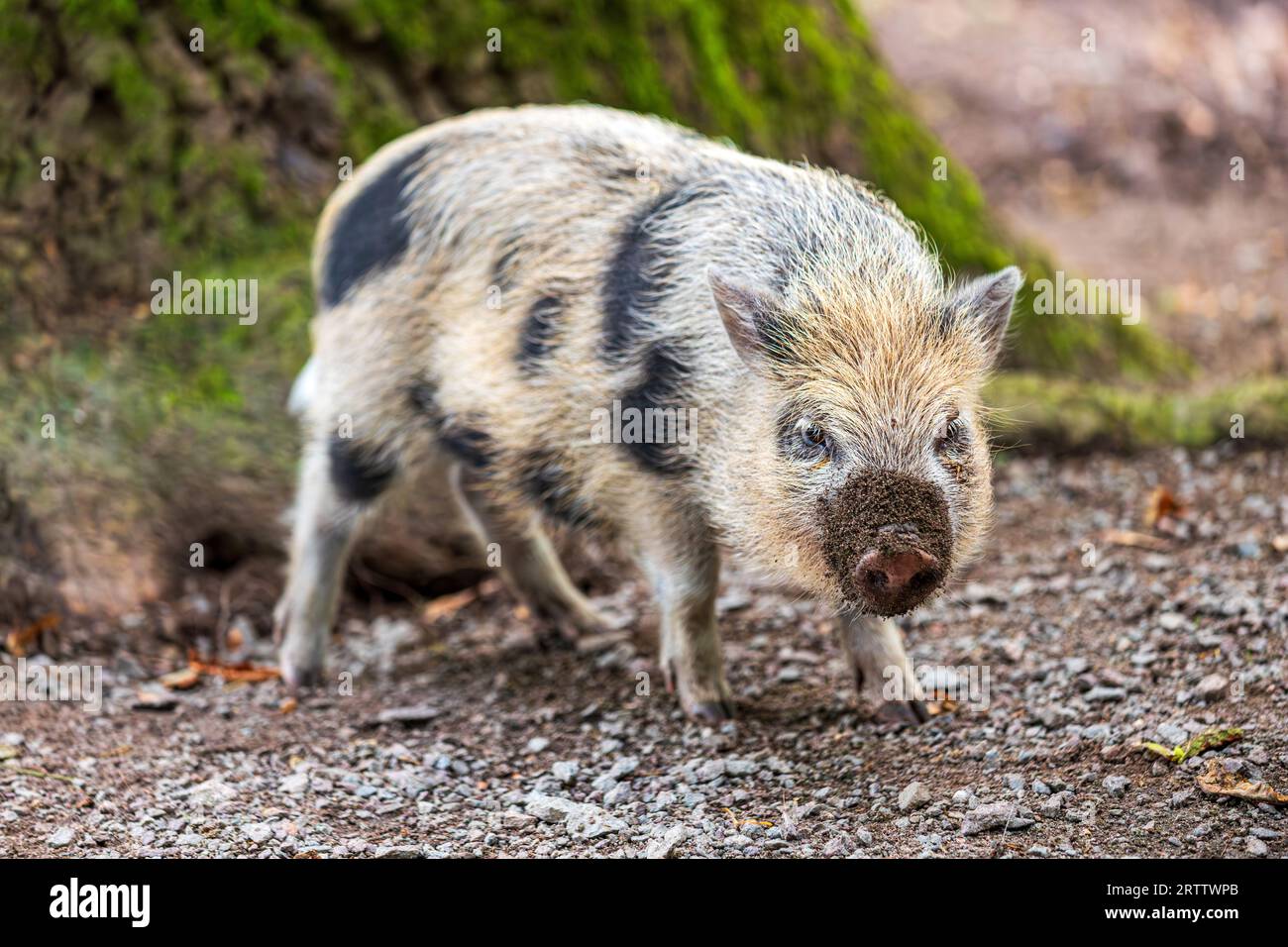 Wildschwein Gürtelschnalle - Vintage Tier Motiv Für Herren In Legierung