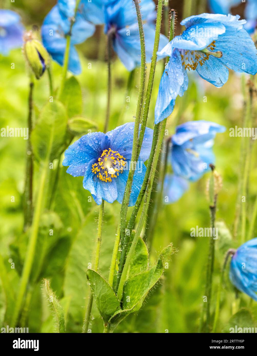 Blaue Mohnblumen im Garten von Dunvegan Castle in Schottland Stockfoto