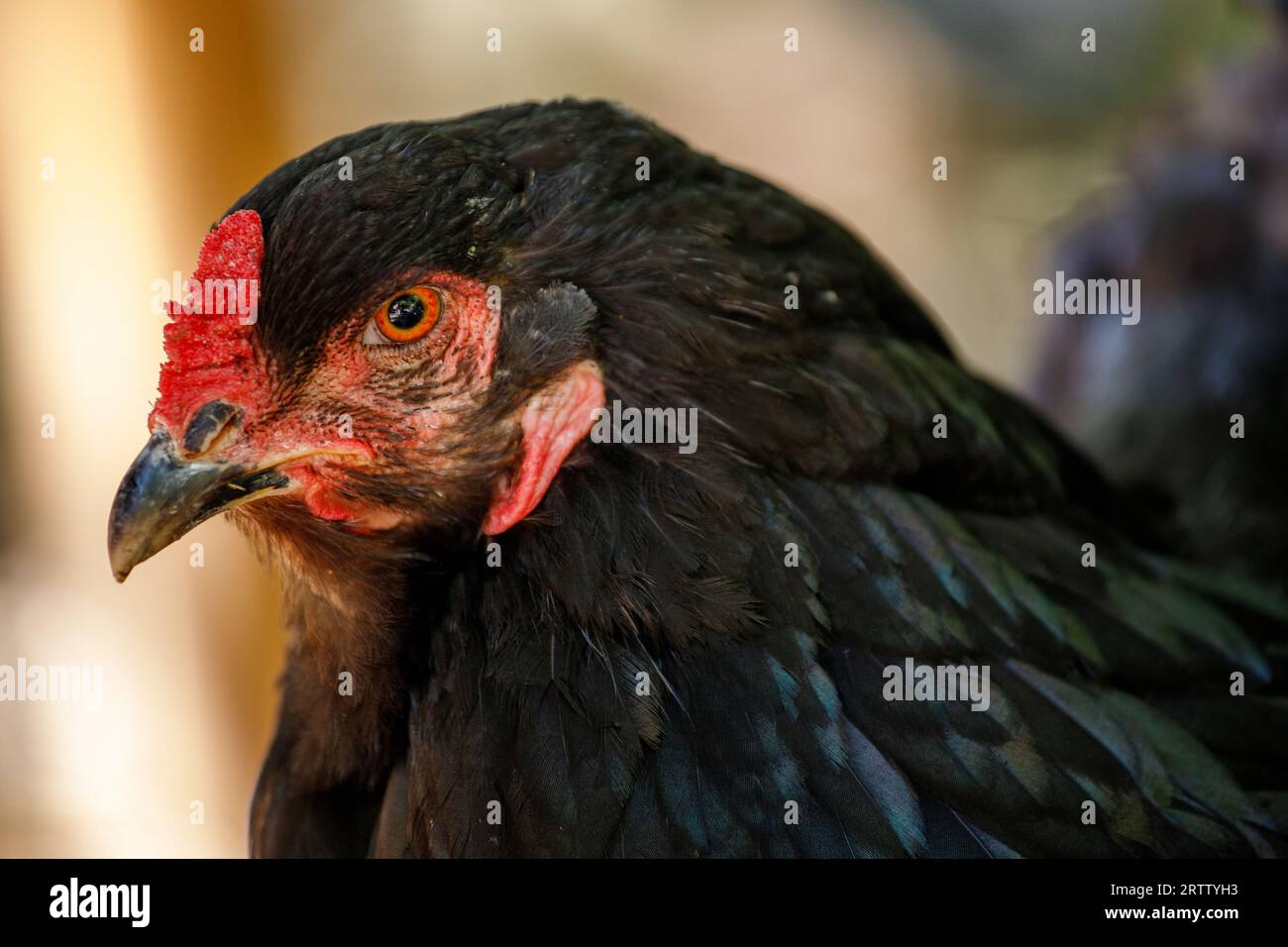 Porträt der schwarzen Araucana Gallina Mapuches Haushuhn auf dem Bauernhof Stockfoto