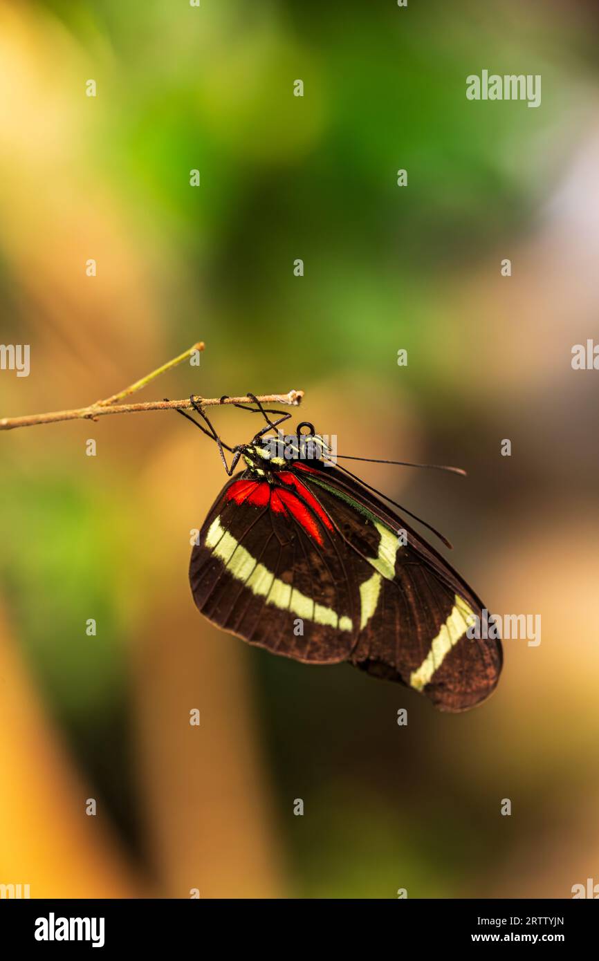 Profil von Heliiconius erato, roter Postmann-Passionsblumenfalter Stockfoto