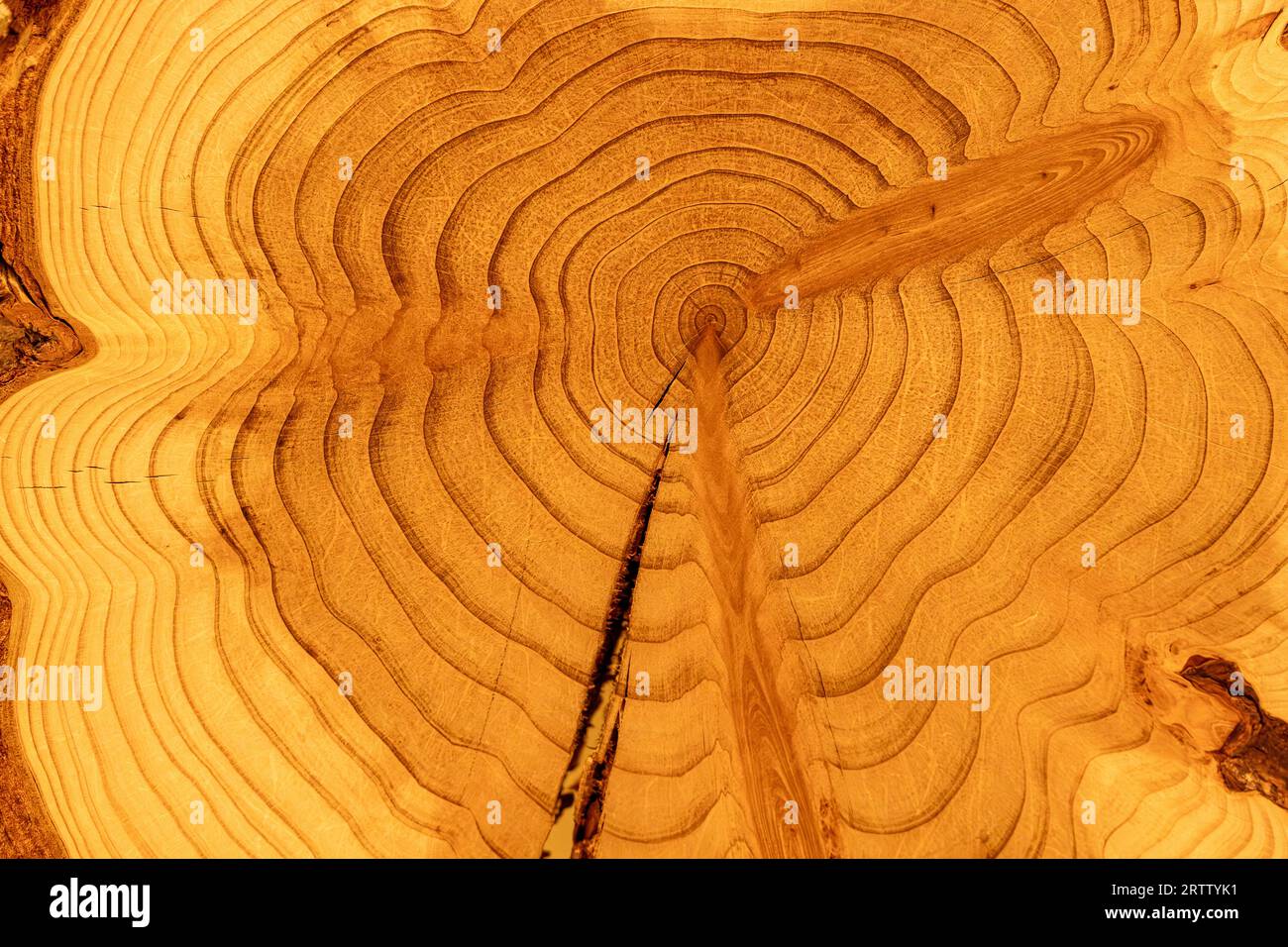 Naturholz-Rundscheibe aus Mammutbäumen Stockfoto