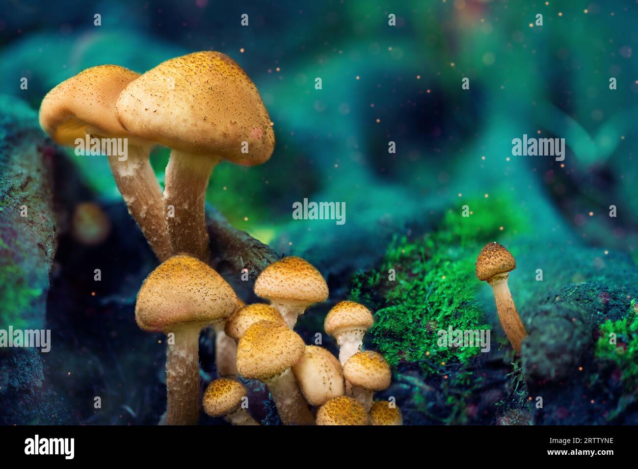 Fantasiepilze im geheimnisvollen Wald. Leuchtende Pilze im Nachtwald. Stockfoto